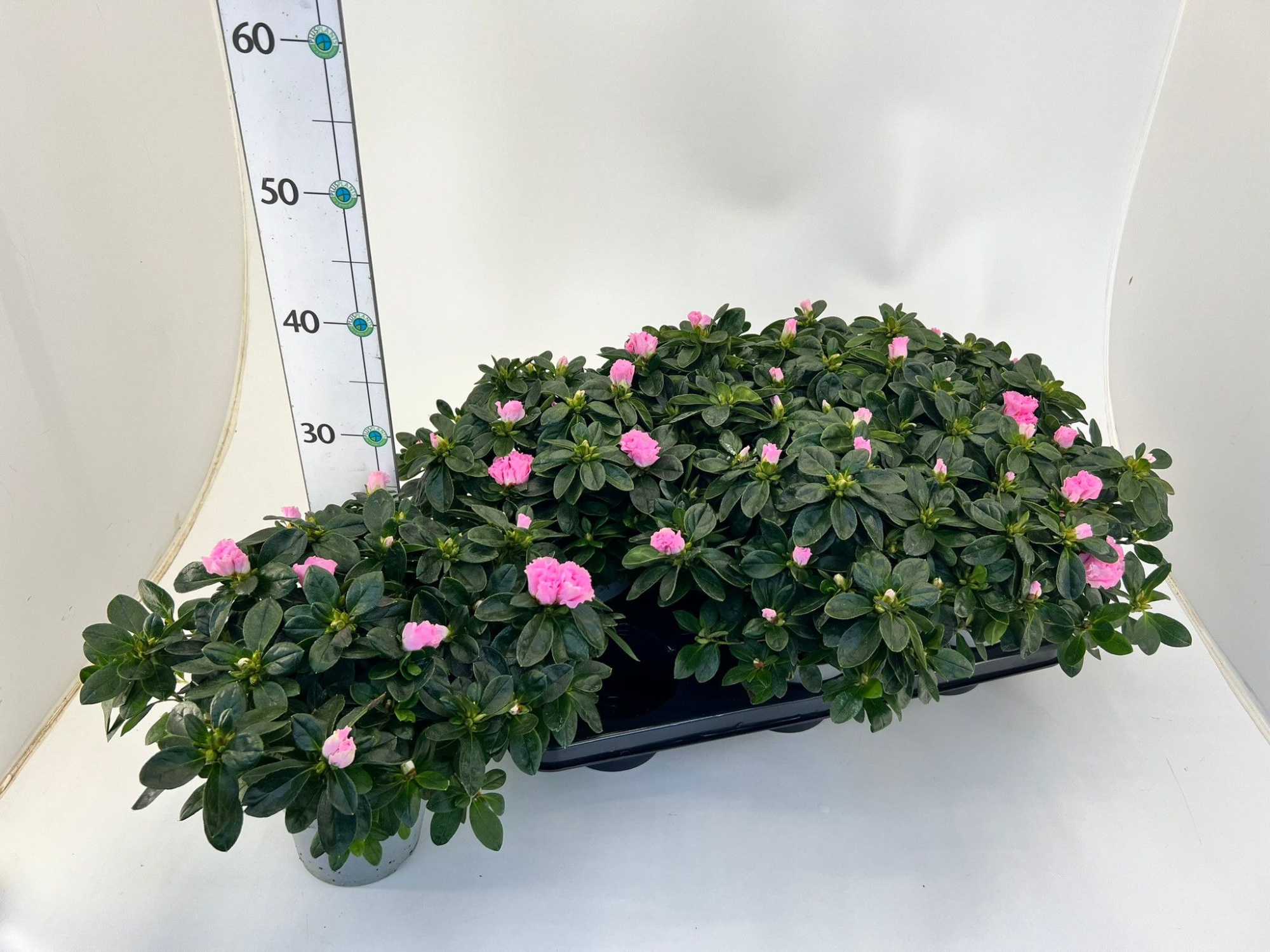 Rhododendron simsii T13 ⌀25-27 light pink, D 13 cm