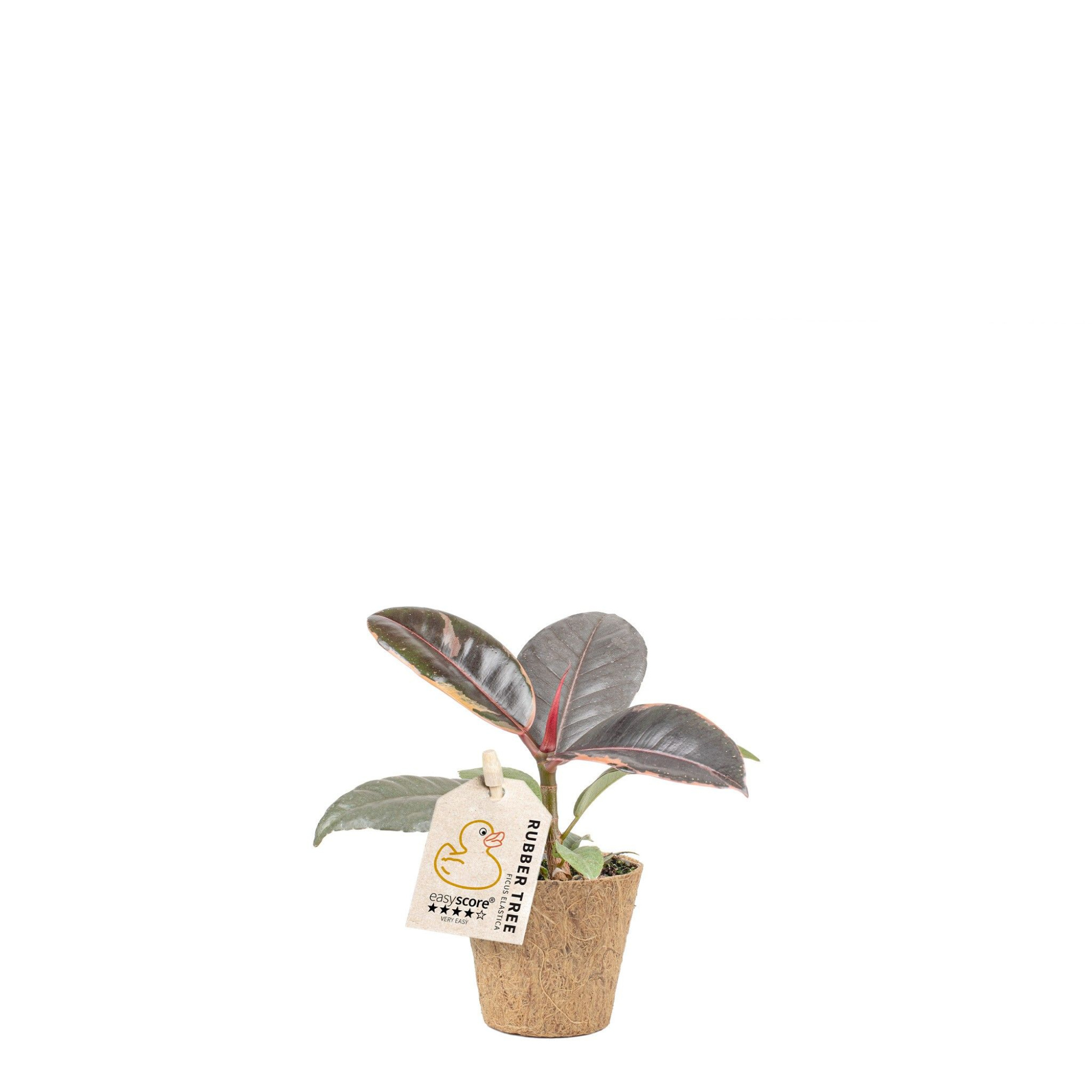 Ficus elastica ´Belize´ - COCOZ, D 6 cm