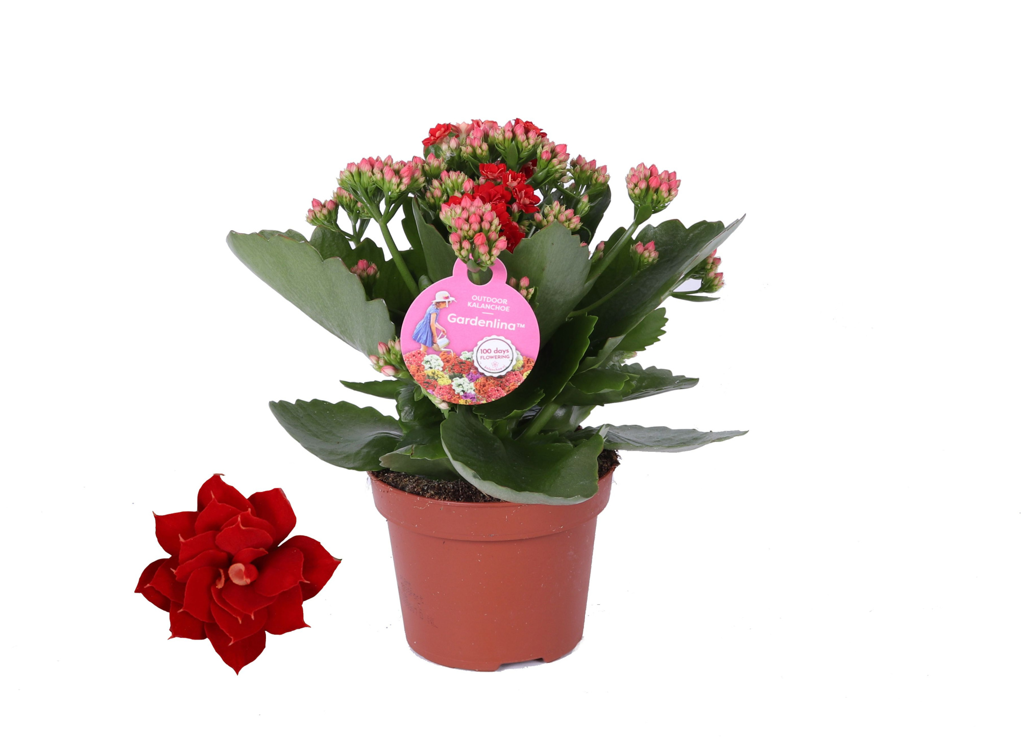 GRDN 12 ROOD - Kalanchoe Gardenlina 12cm rood, D 12
