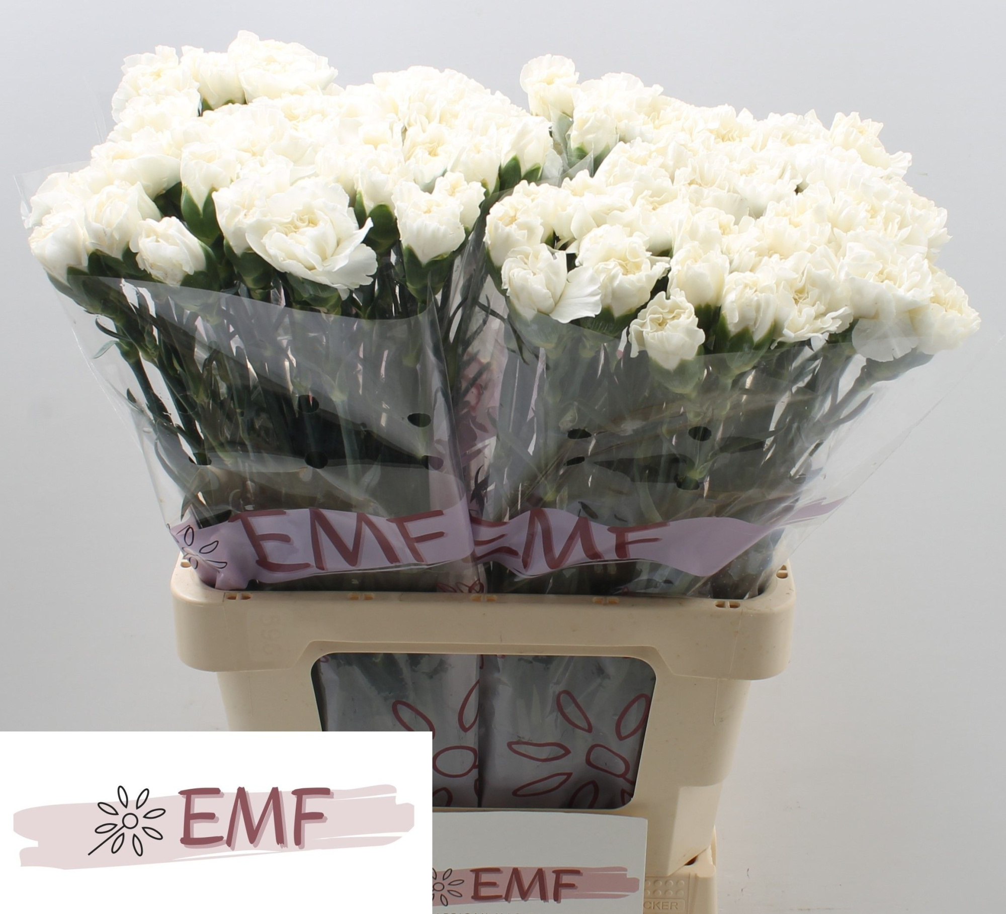 Диантус од. Эверест, шт.