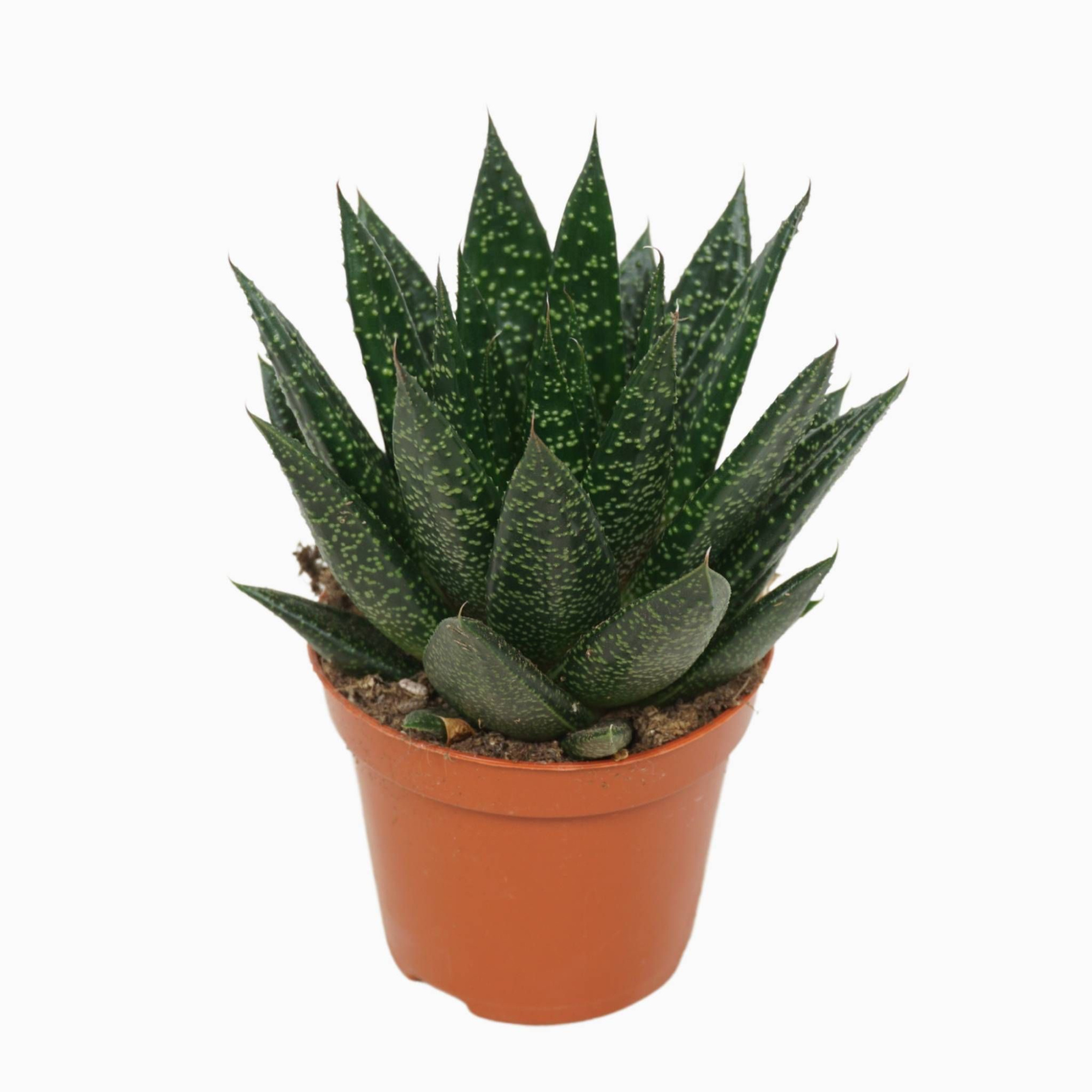 Gasteria d'due 8,5 cm met etiket, D 8,5 cm