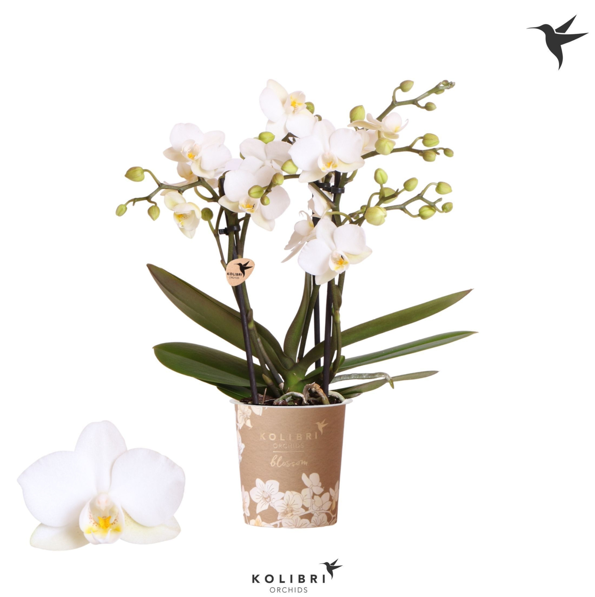 Kolibri Orchids Phalaenopsis Blossom Zurich 3 spike, D 9
