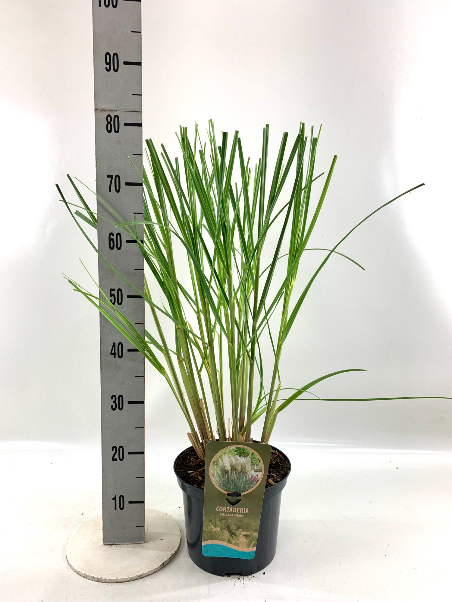Cortaderia sel. Mix besonders, D 23 cm