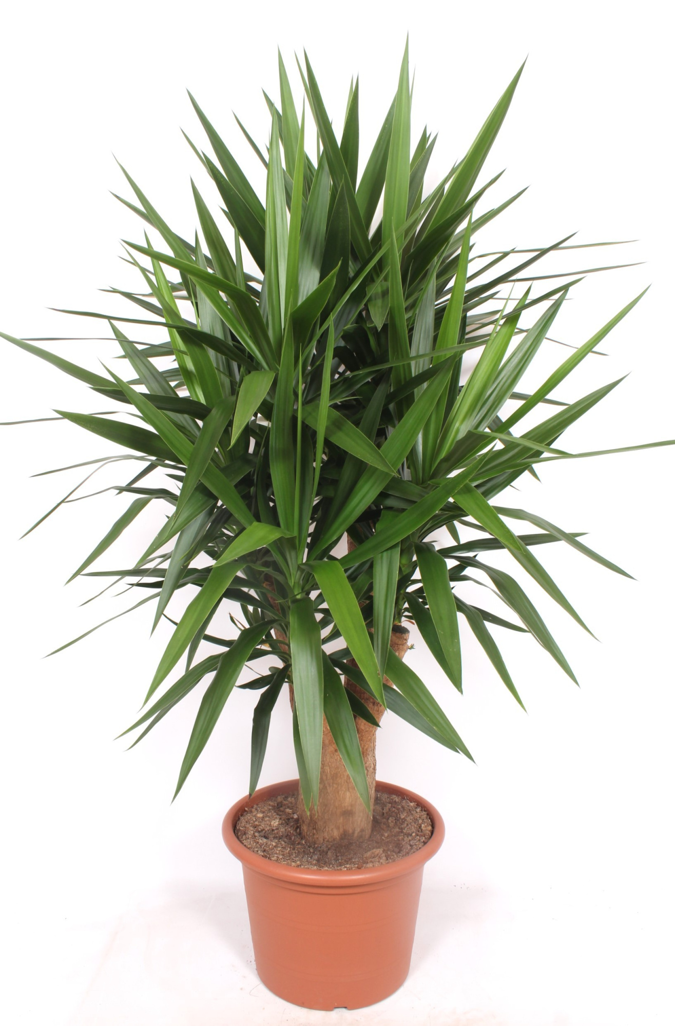 Yucca elephantipes 4+ armen, D 45