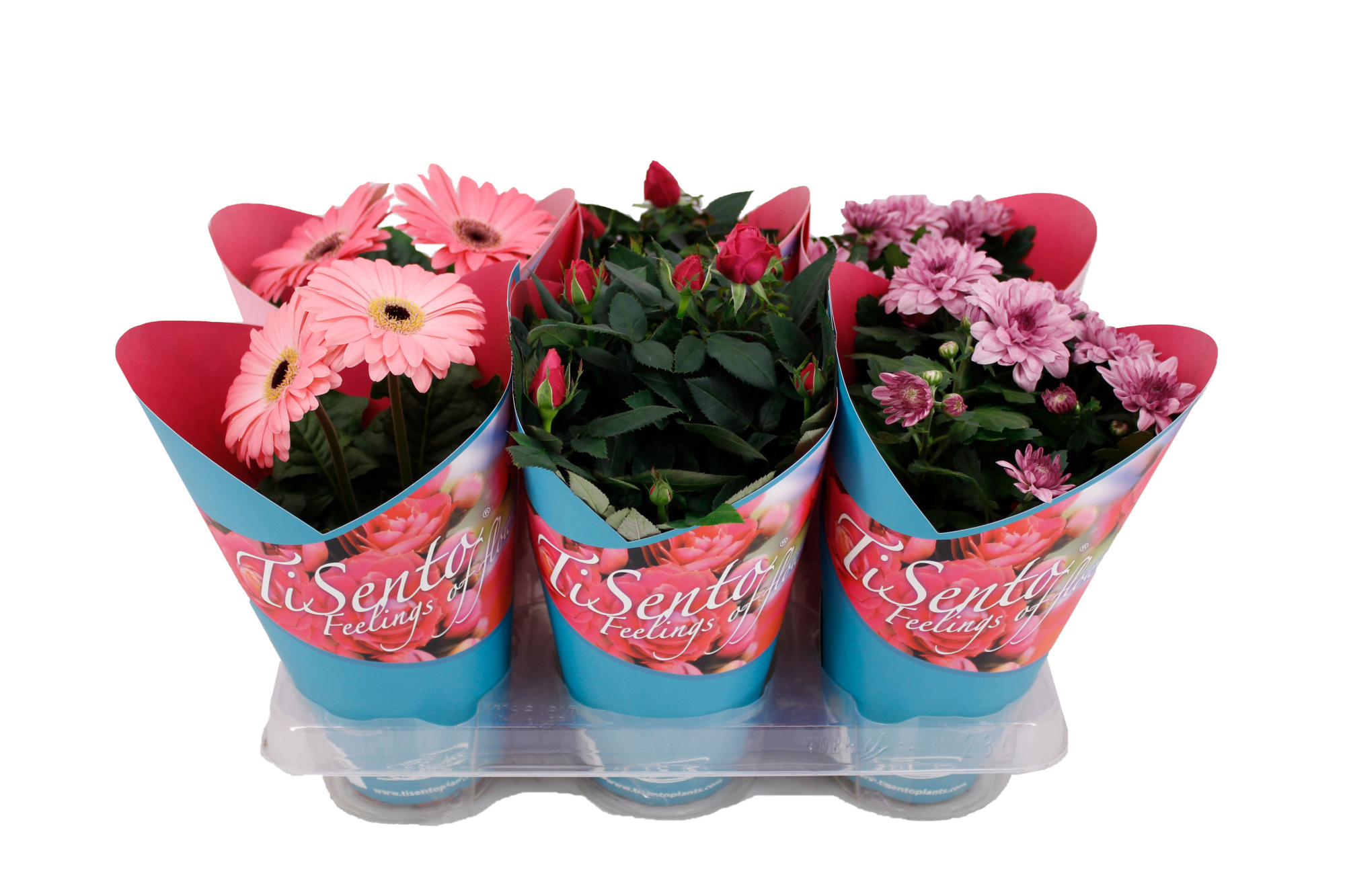 Bloeimix in Giftcover Blauw, D 12 cm