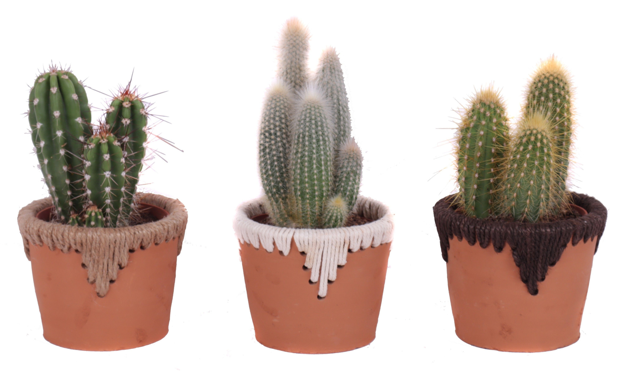 Cactus mix 10,5 cm in samoa pot, D 13 cm