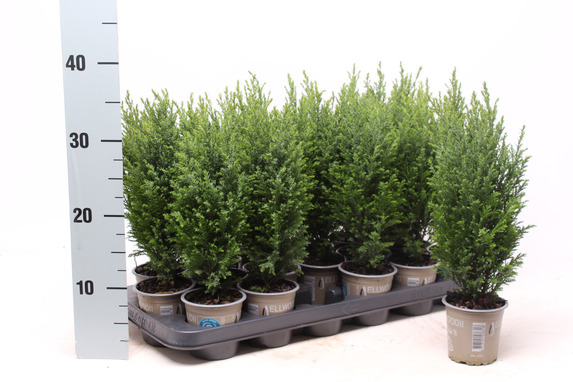 Chamaecyparis laws. 'Ellwoodii', D 9 cm