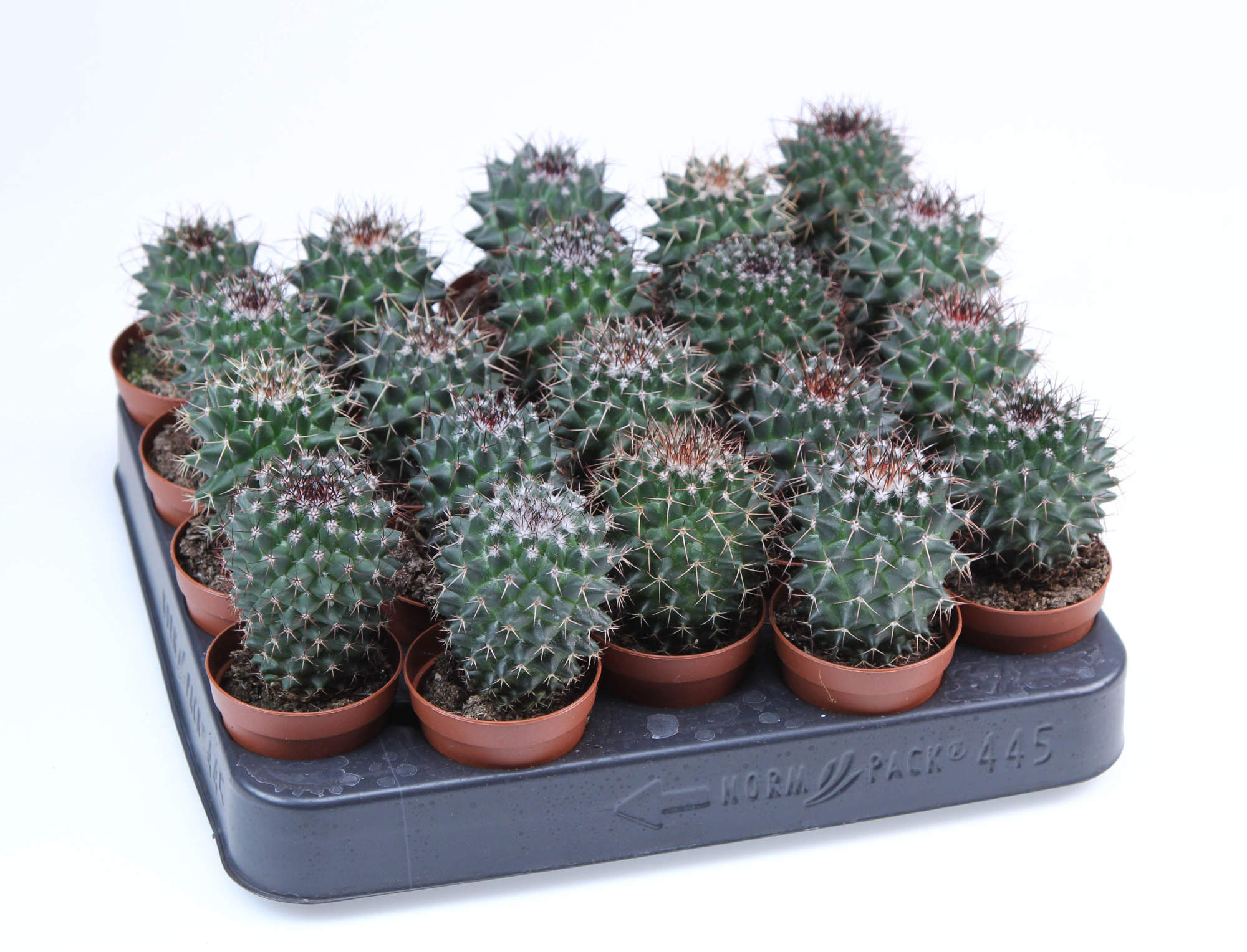 Mammillaria hildagensis E, D 5,5 cm