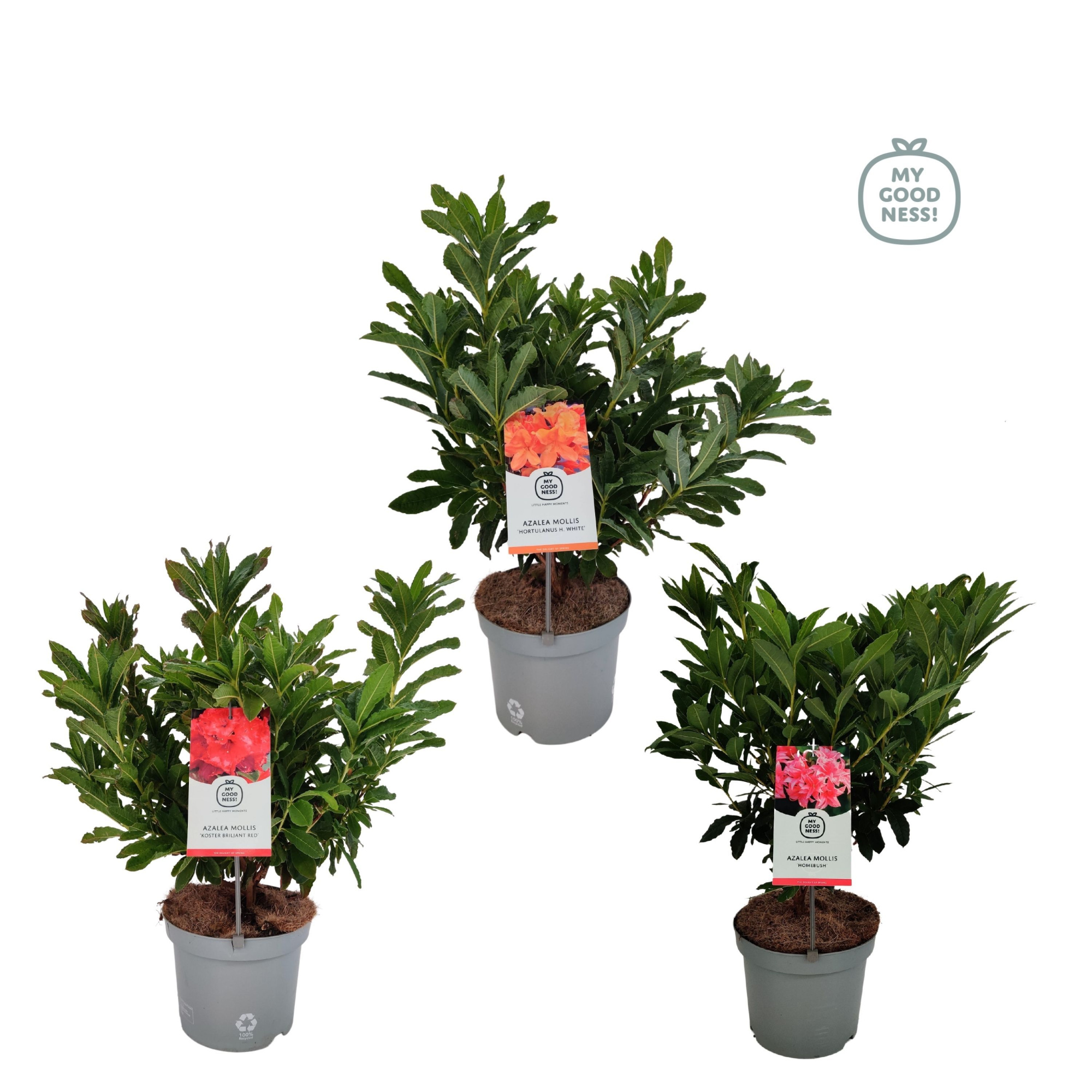 Azalea Mollis 40 /C5 'Mix', D 23 cm