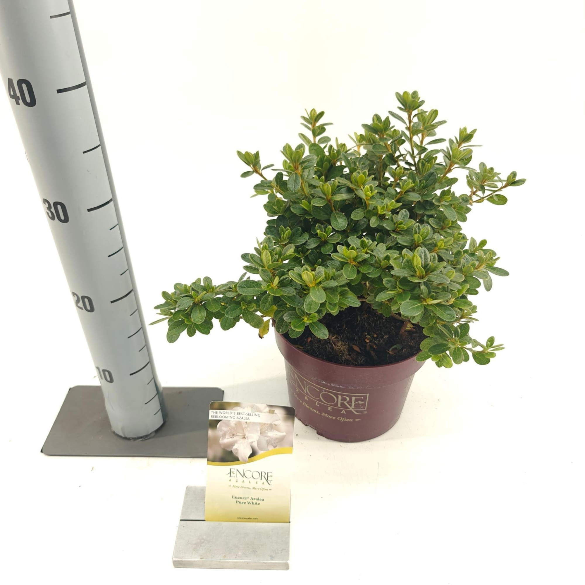 Rhododendron ENCORE® Pure White ('Homlea'PBR), D 19