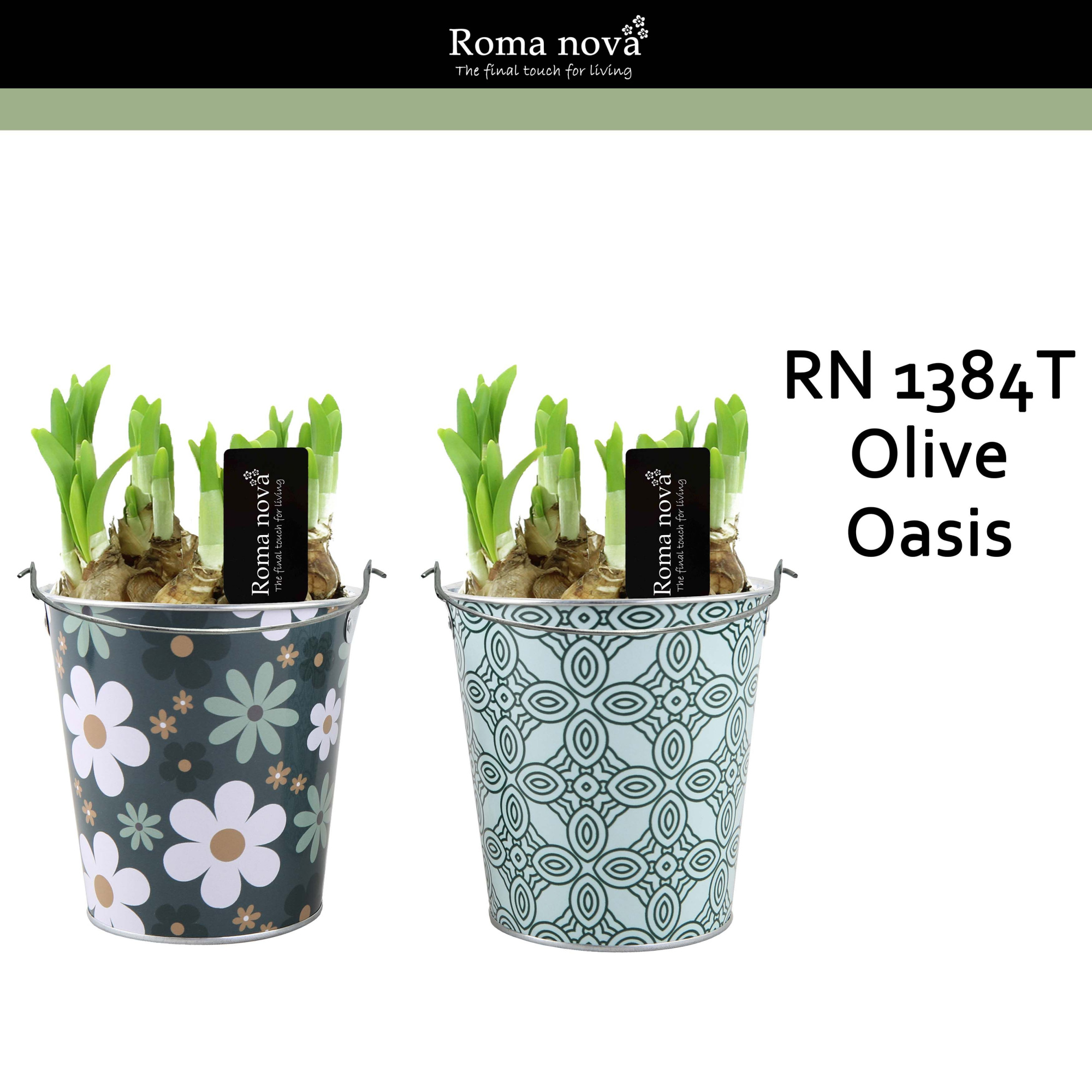 1384T - Olive Oasis (Tete a Tete), D 14