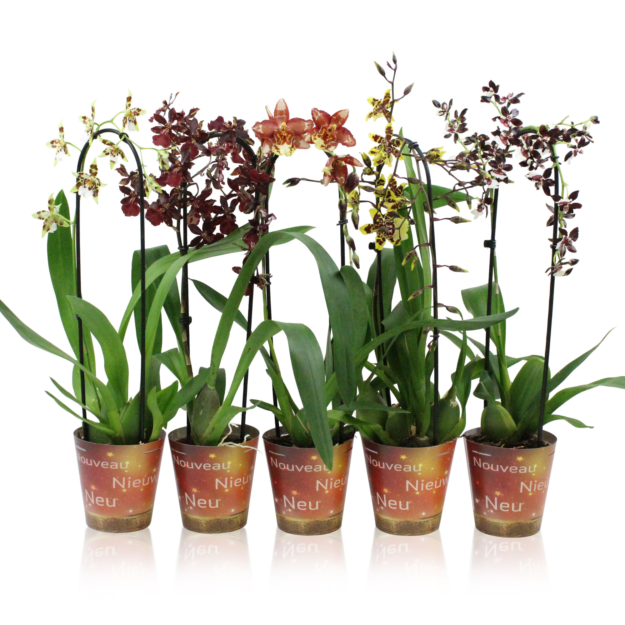 Inca specialties mix Cascade new cover, D 12 cm