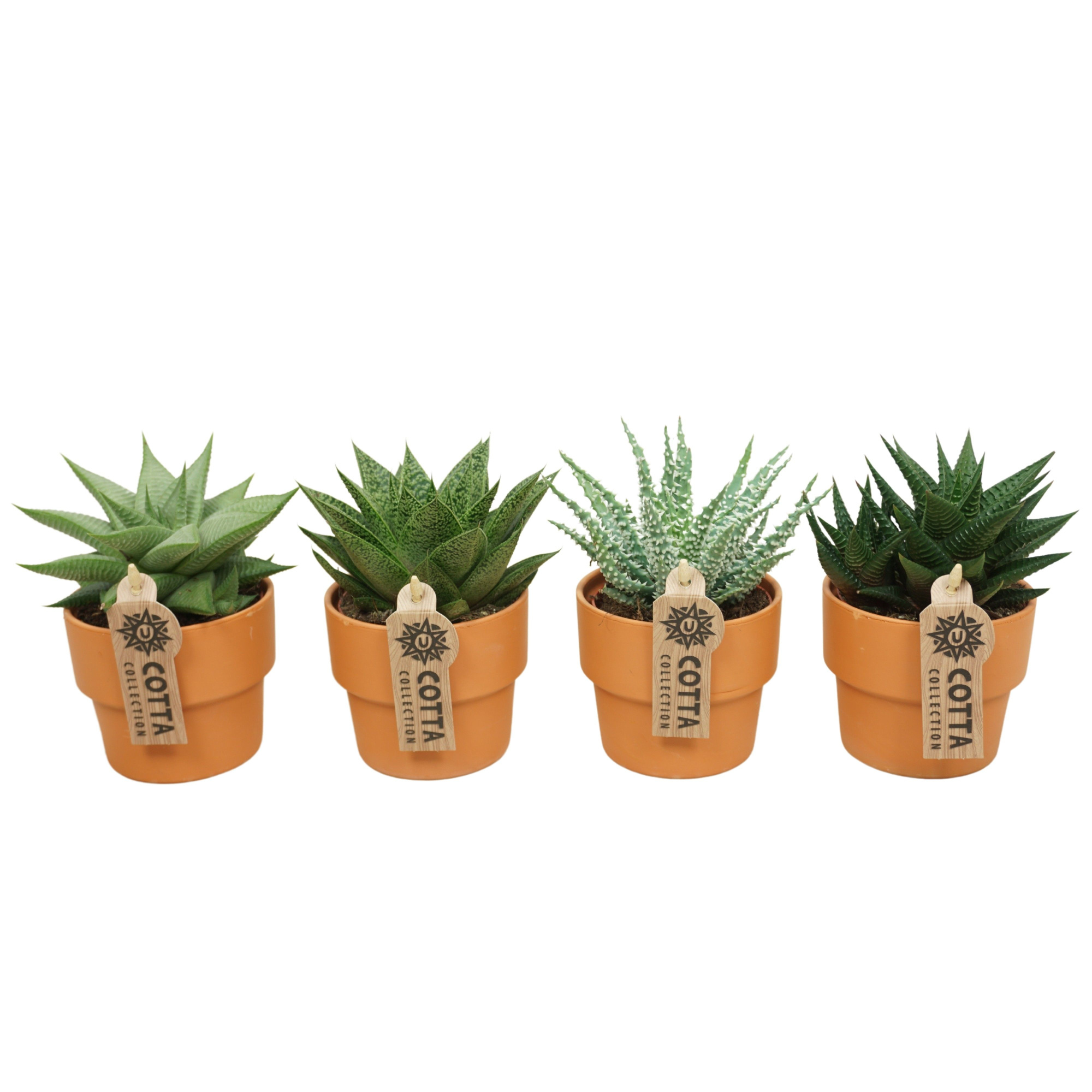 Aloë-Haworthia mix in 10 cm 'Terracotta Kraagpot', D 8,5 cm