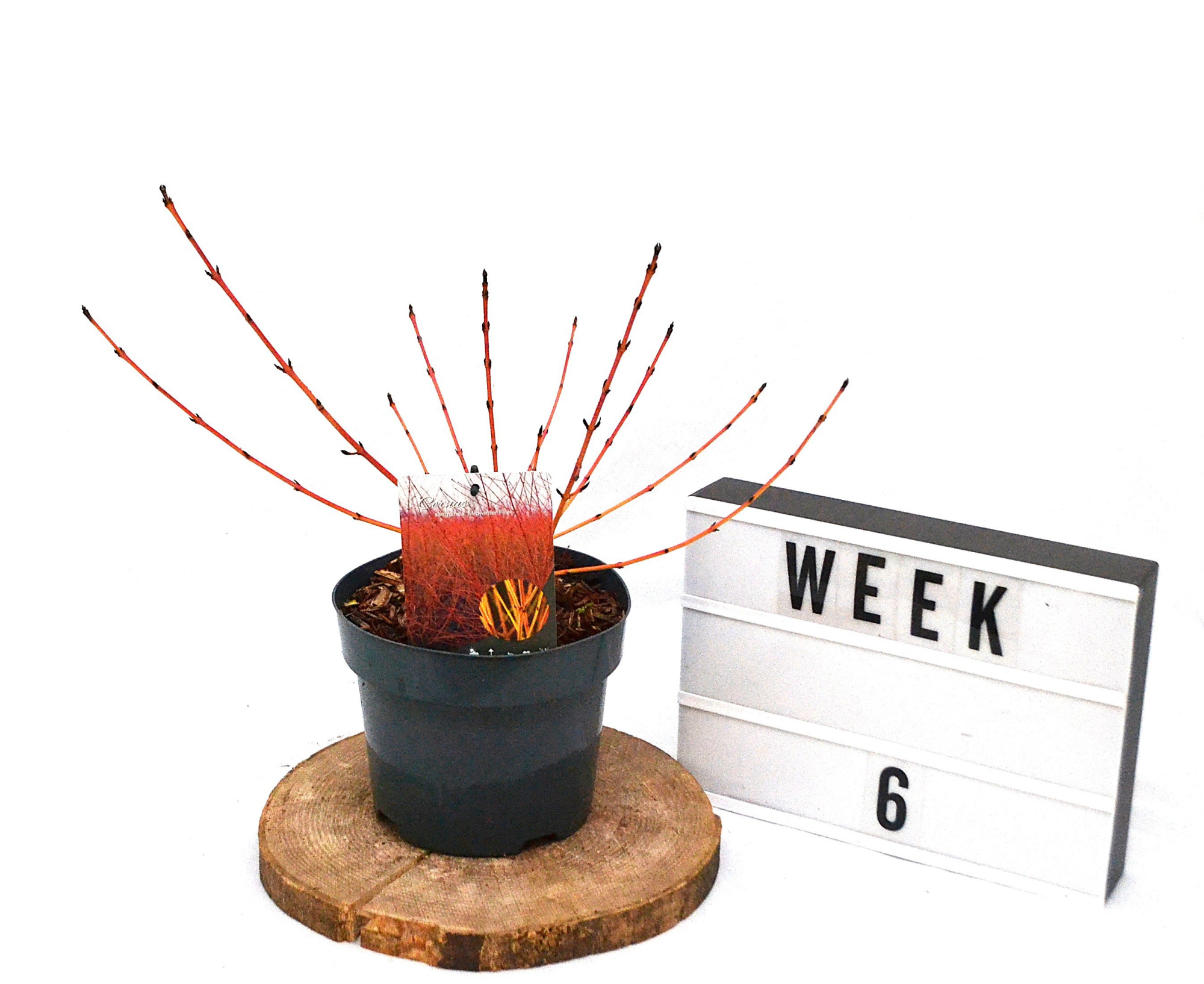 Cornus sang. Midwinter Fire C3, D 19