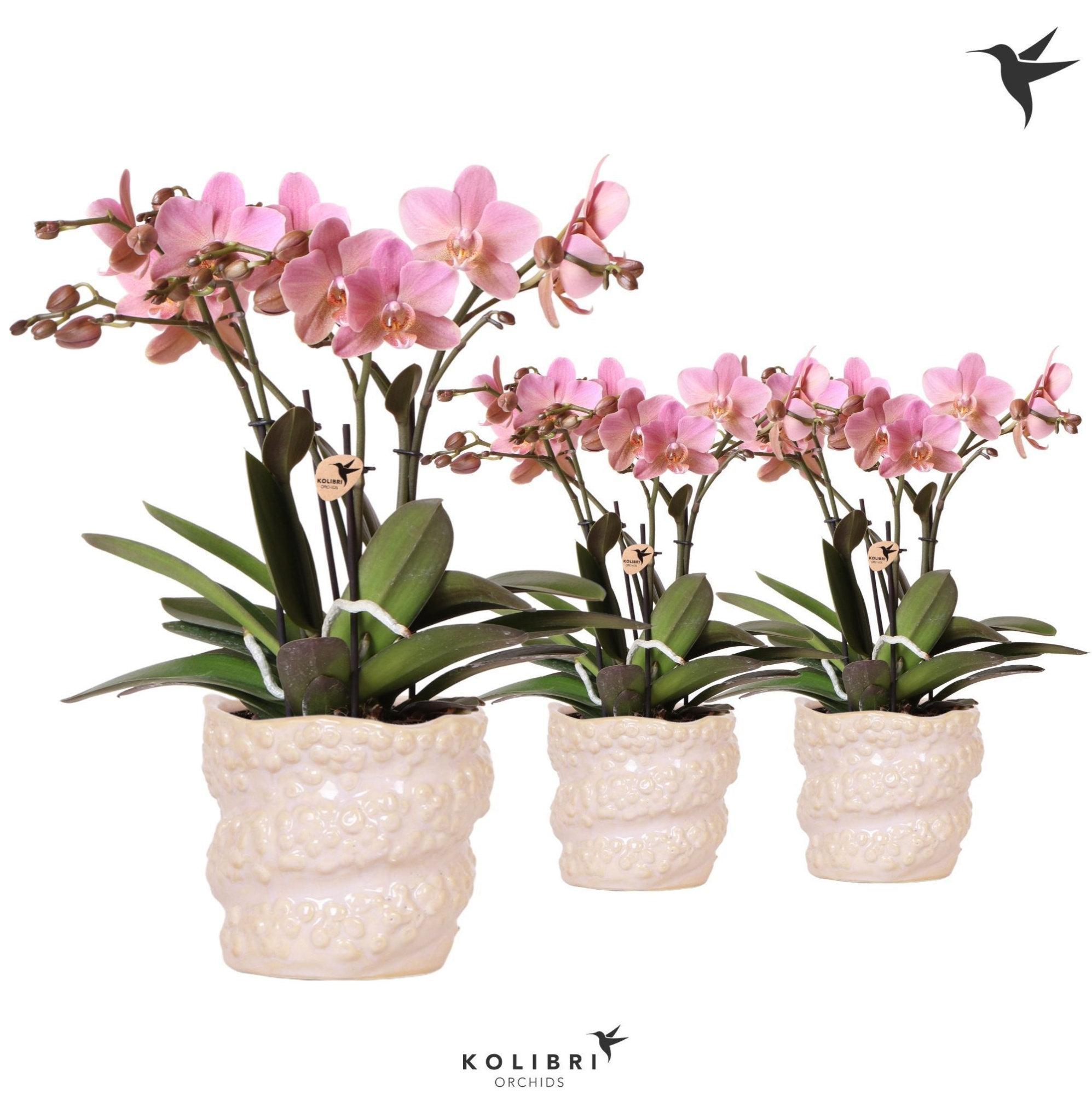 Kolibri Orchids Phalaenopsis Treviso 4 spike in Octopus pot pink, D 12 cm