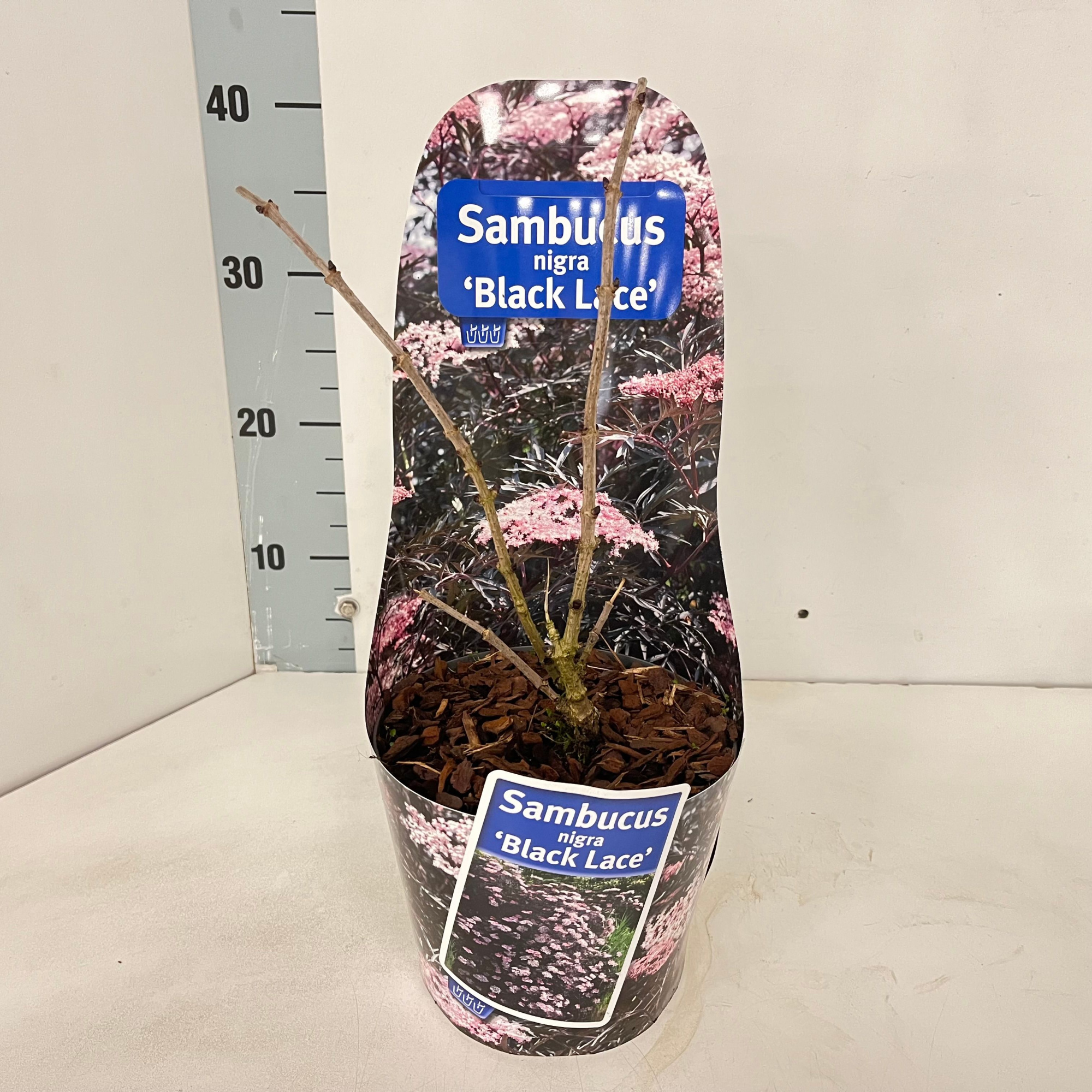 Sambucus nigra Black Lace ('Eva'PBR) (in potcover), D 17