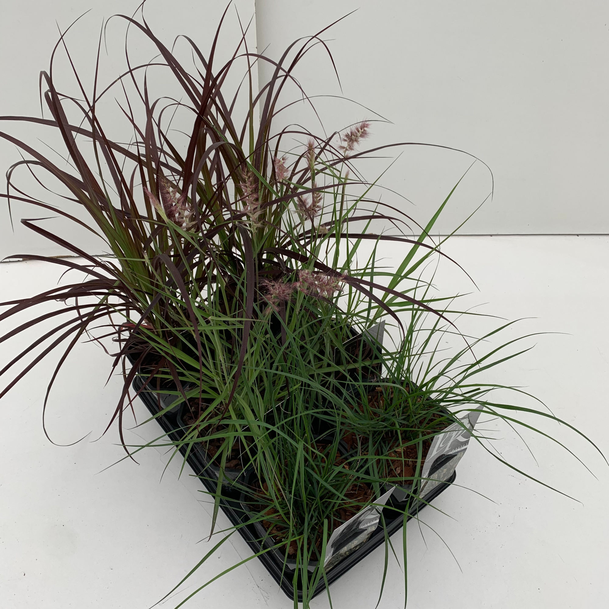 Pennisetum mix in tray, D 17