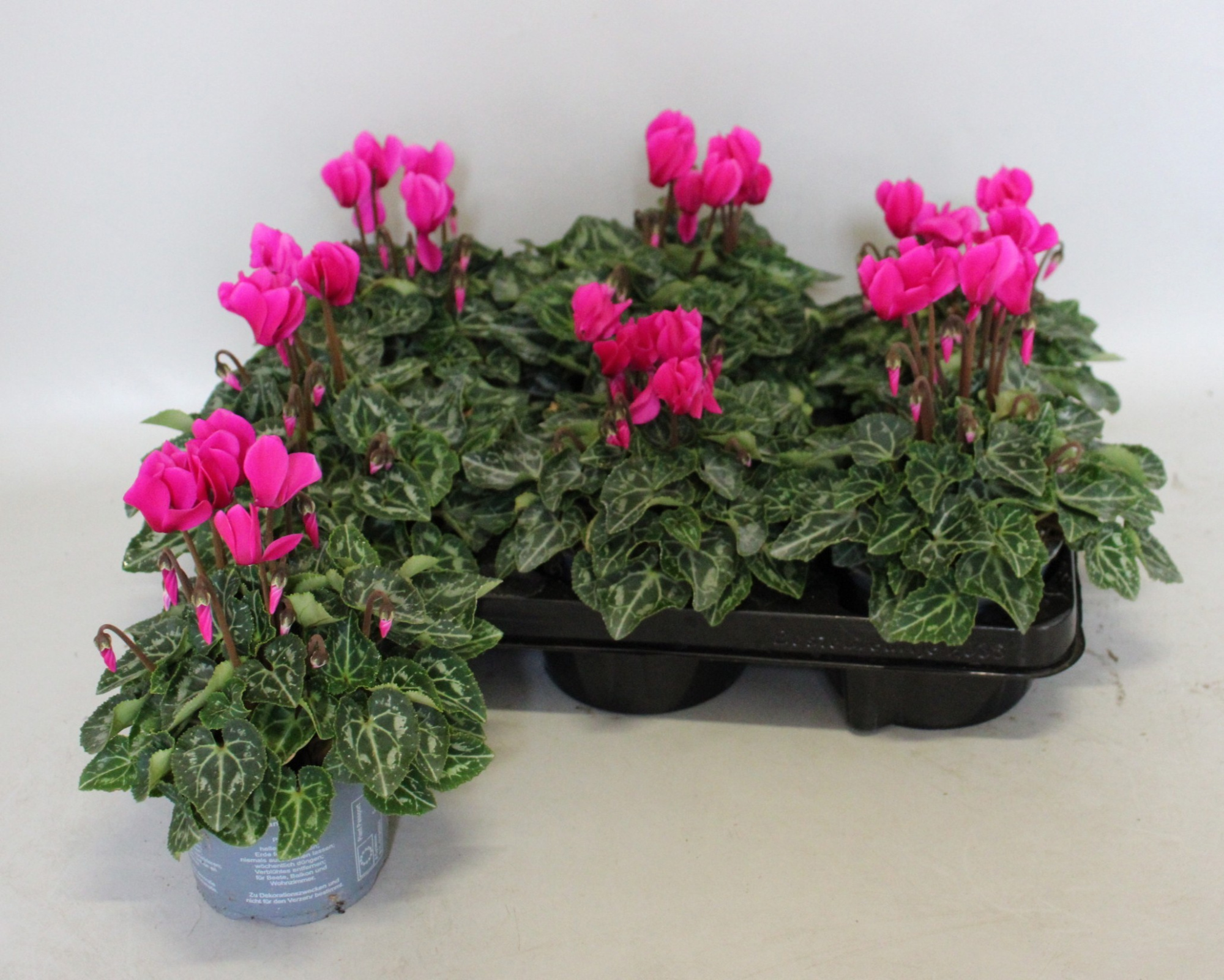 Cyclamen Super Serie 10,5 cm Purple, D 10,5 cm