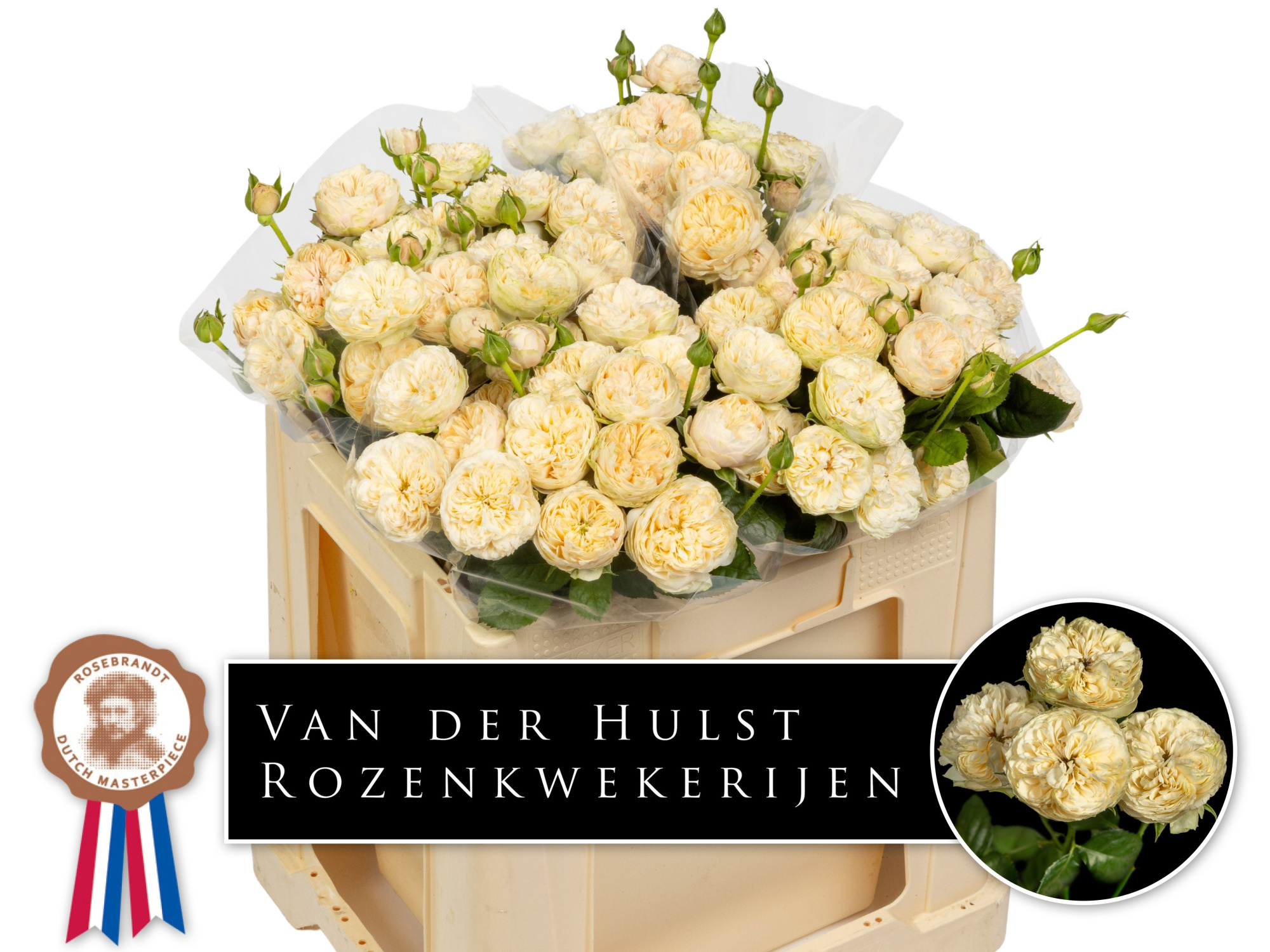 Роза куст. Роял Шампань 50, шт.