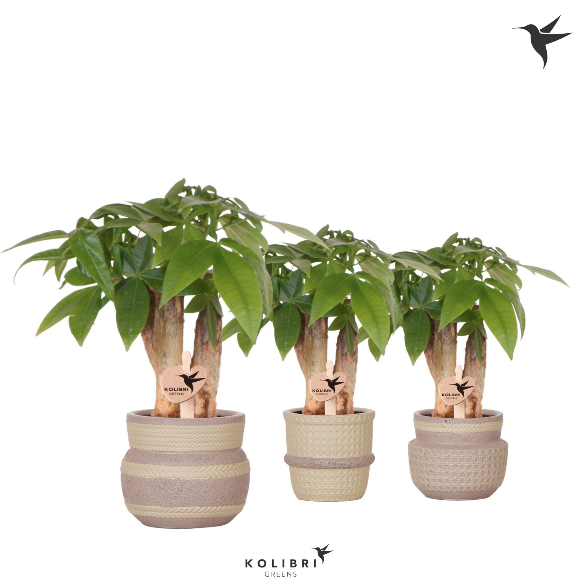 Kolibri Greens Pachira in Ethnic pot khaki mix, D 6