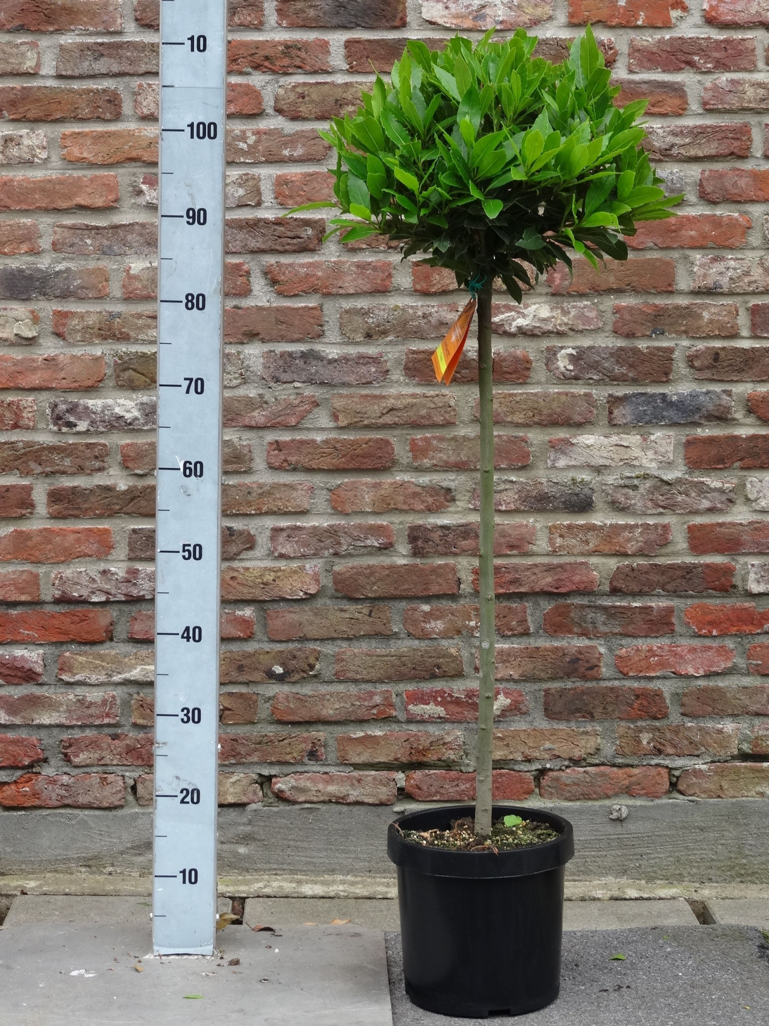 LAURUS NOBILIS BOL 1/2 ST 30/35 P 20, D 20 cm