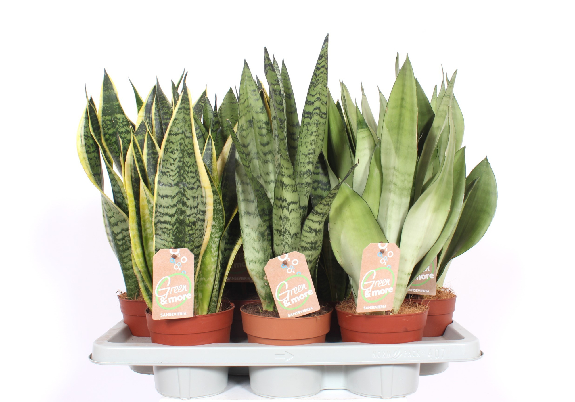 Sansevieria mix, D 14 cm