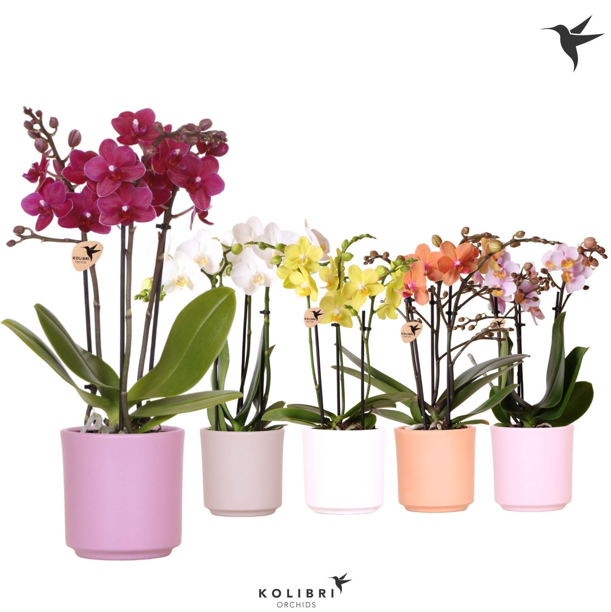 Kolibri Orchids Phalaenopsis mix 3 spike in Simplicity pot mix, D 9