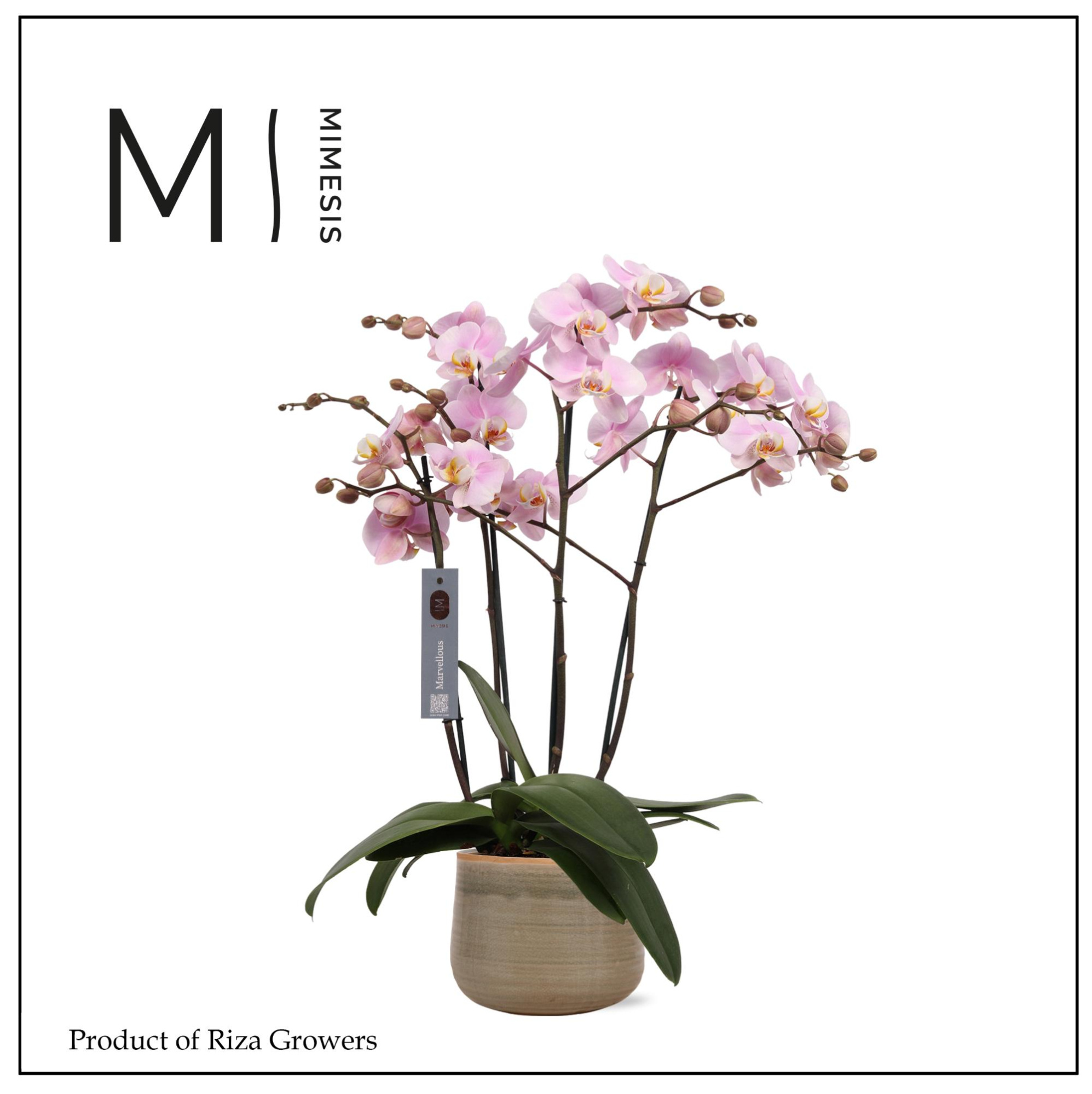 Phalaenopsis Marvellous Light Pink 50+ – 17cm in Iris Mint | Mimesis, D 17