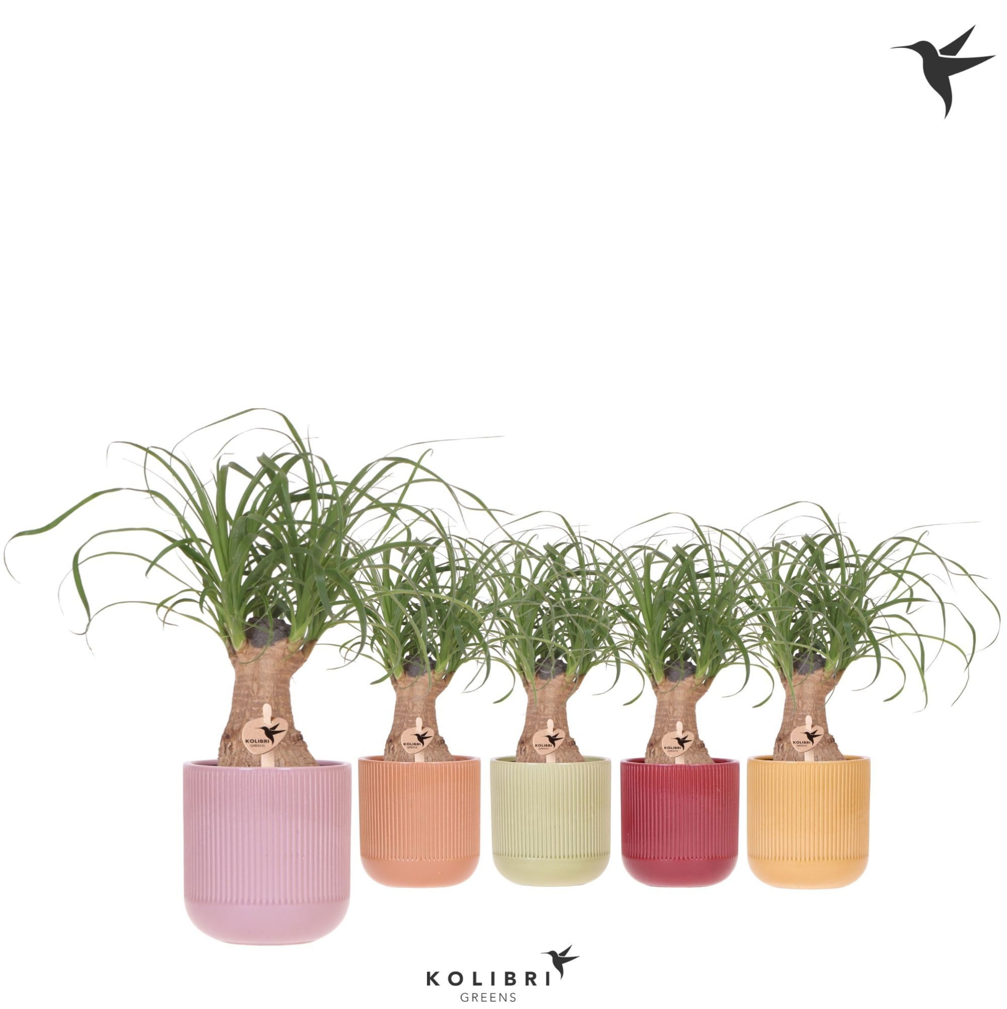 Kolibri Greens Beaucarnea in Flare pot mix, D 9