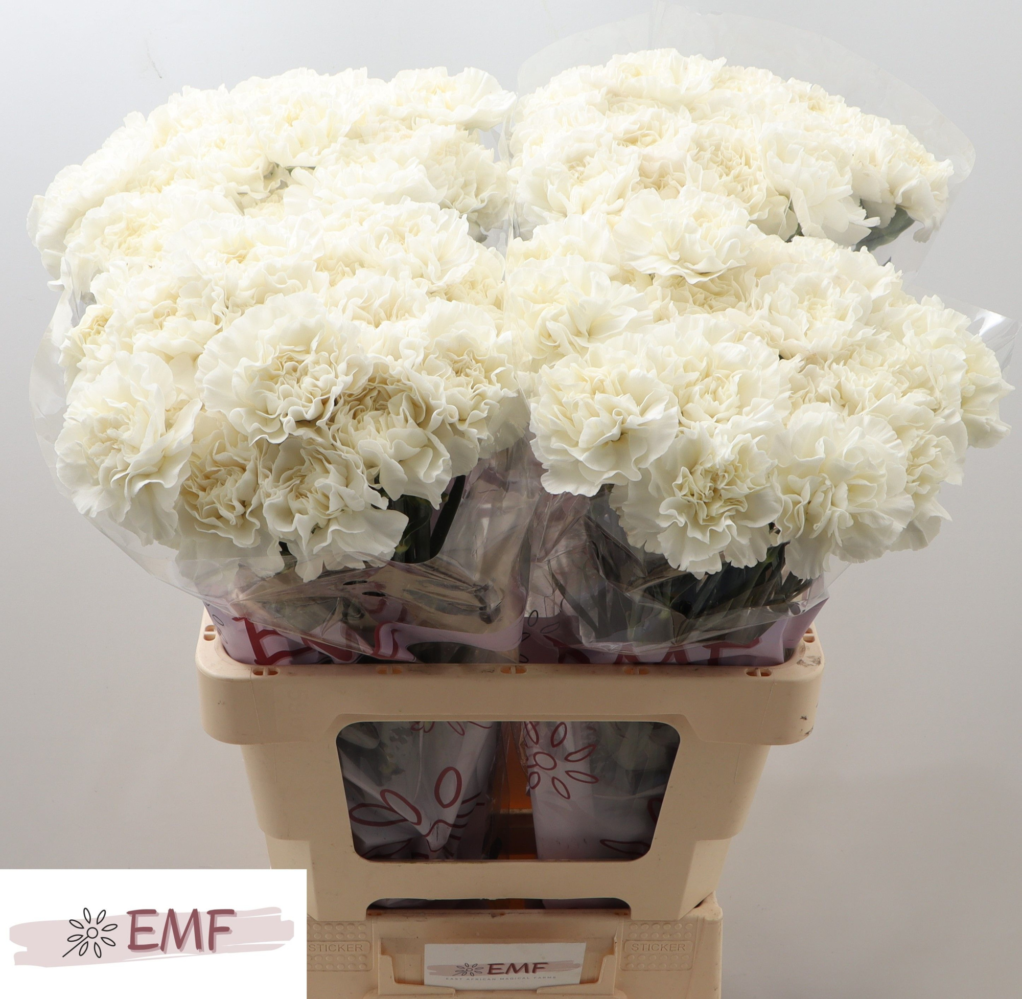 Диантус од. Эверест, шт.