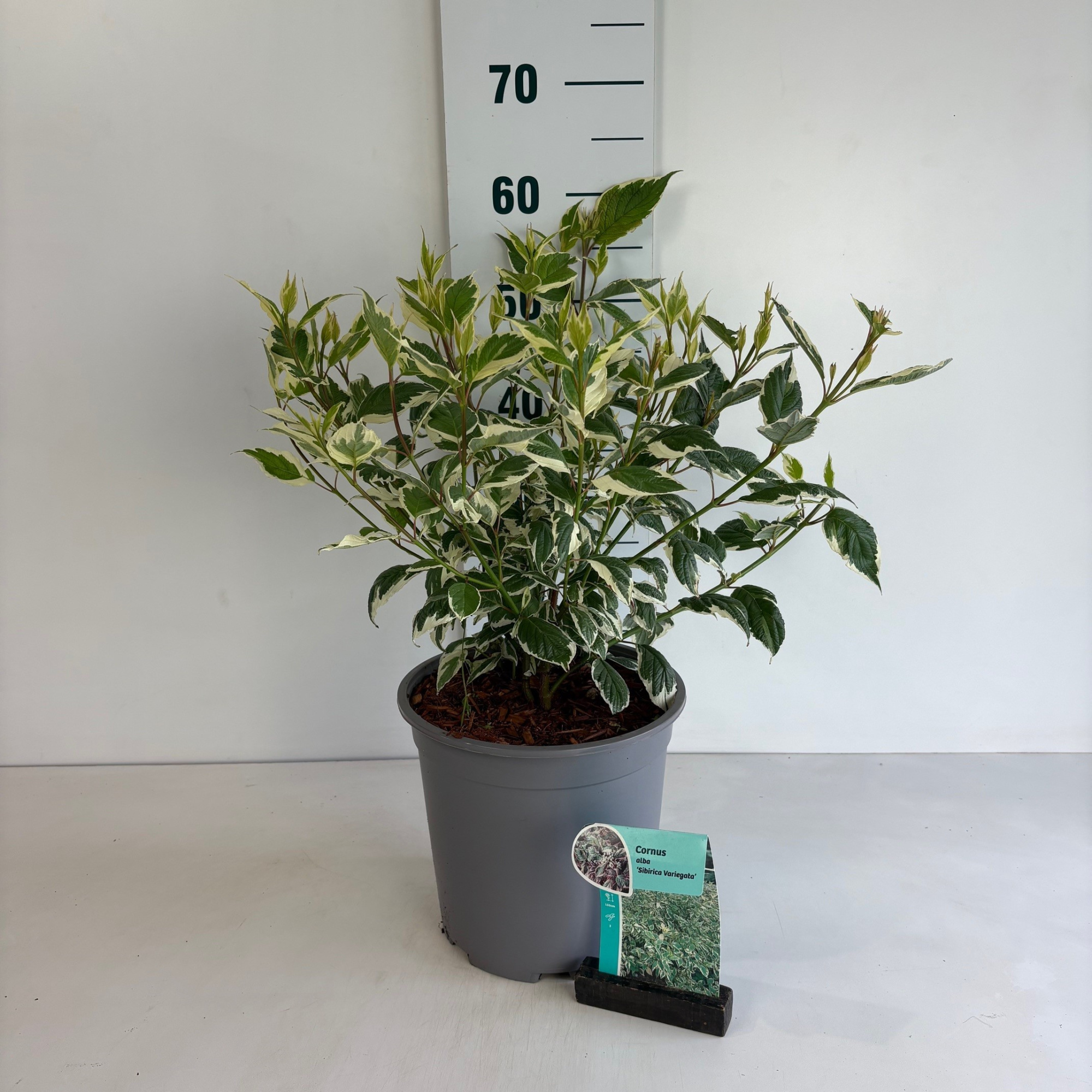 Cornus alba Sibirica Variegata, D 24 cm