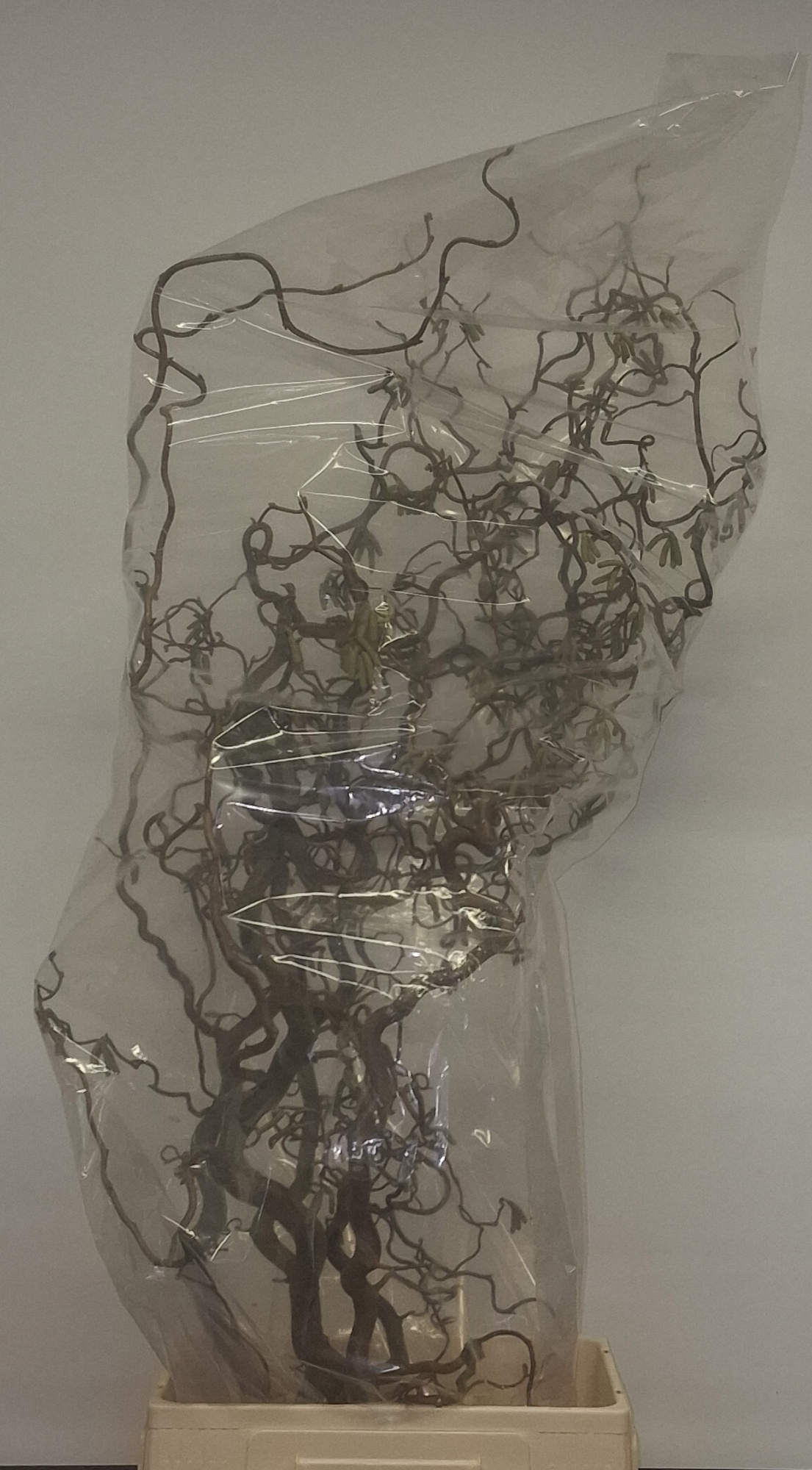 Корилус Конторта 130, шт.