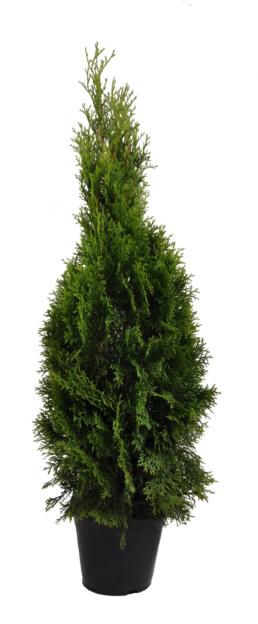 Thuja occ. Smaragd, plantmaat 80-100 cm - Rondgestoken -, D 21 cm