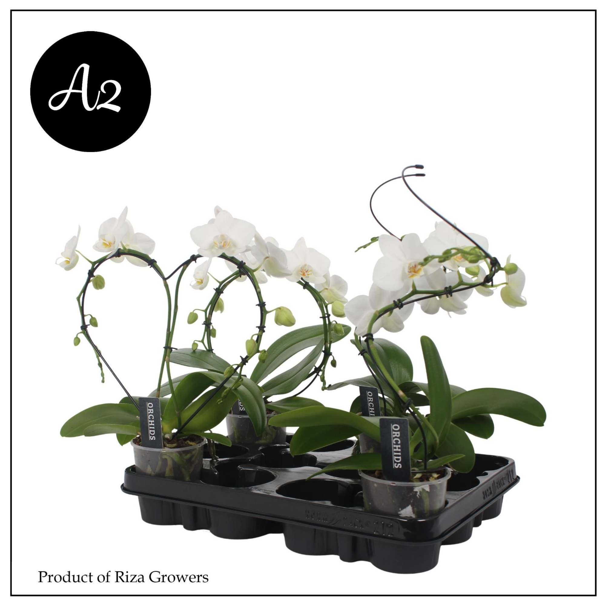 Phal. A2 Shapes Mix - 9cm, D 9 cm