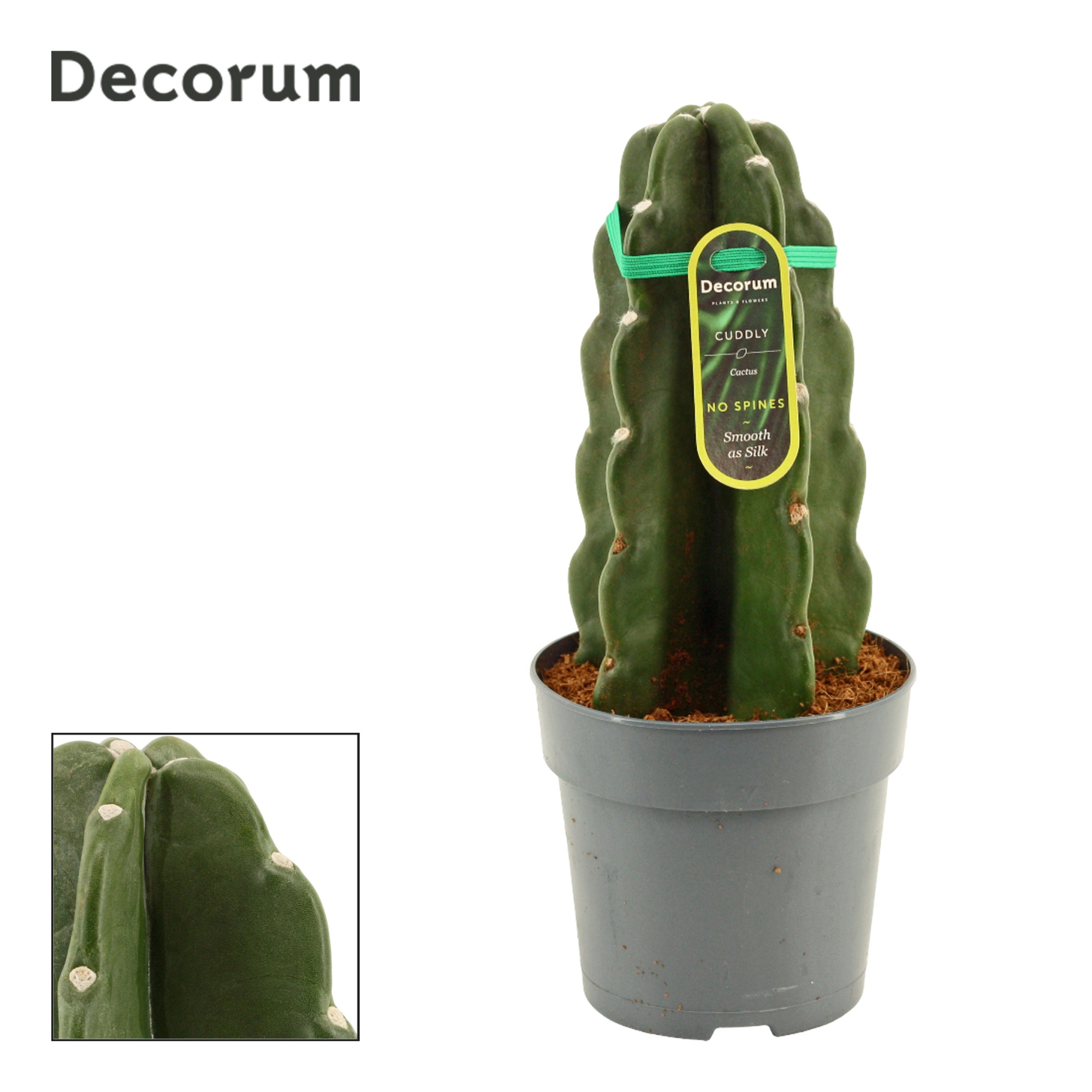 Cuddly Cactus 12 cm (Cereus Jamacaru) (Decorum), D 12
