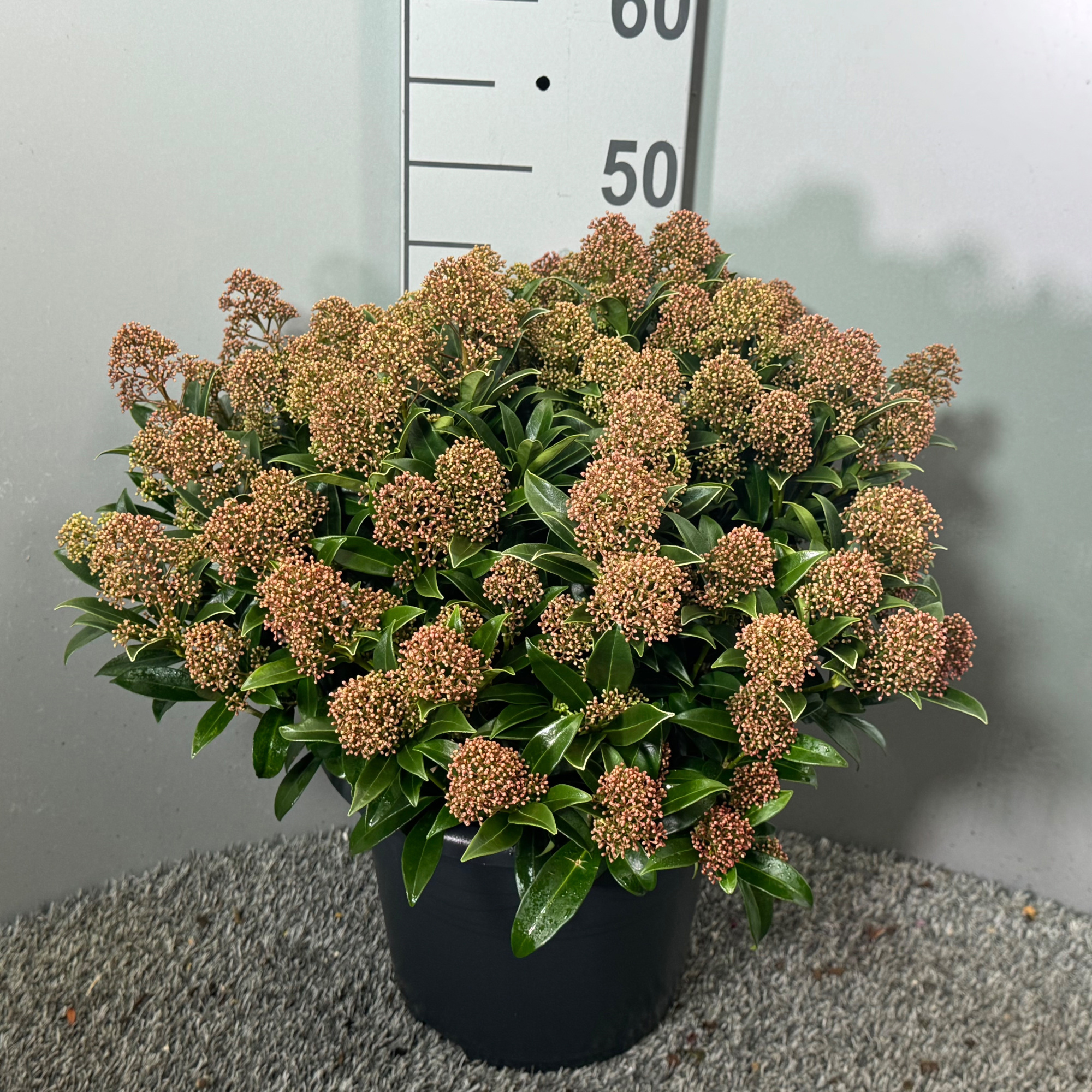 Skimmia japonica Godrie's Dwarf Marlot P.27, D 27 cm