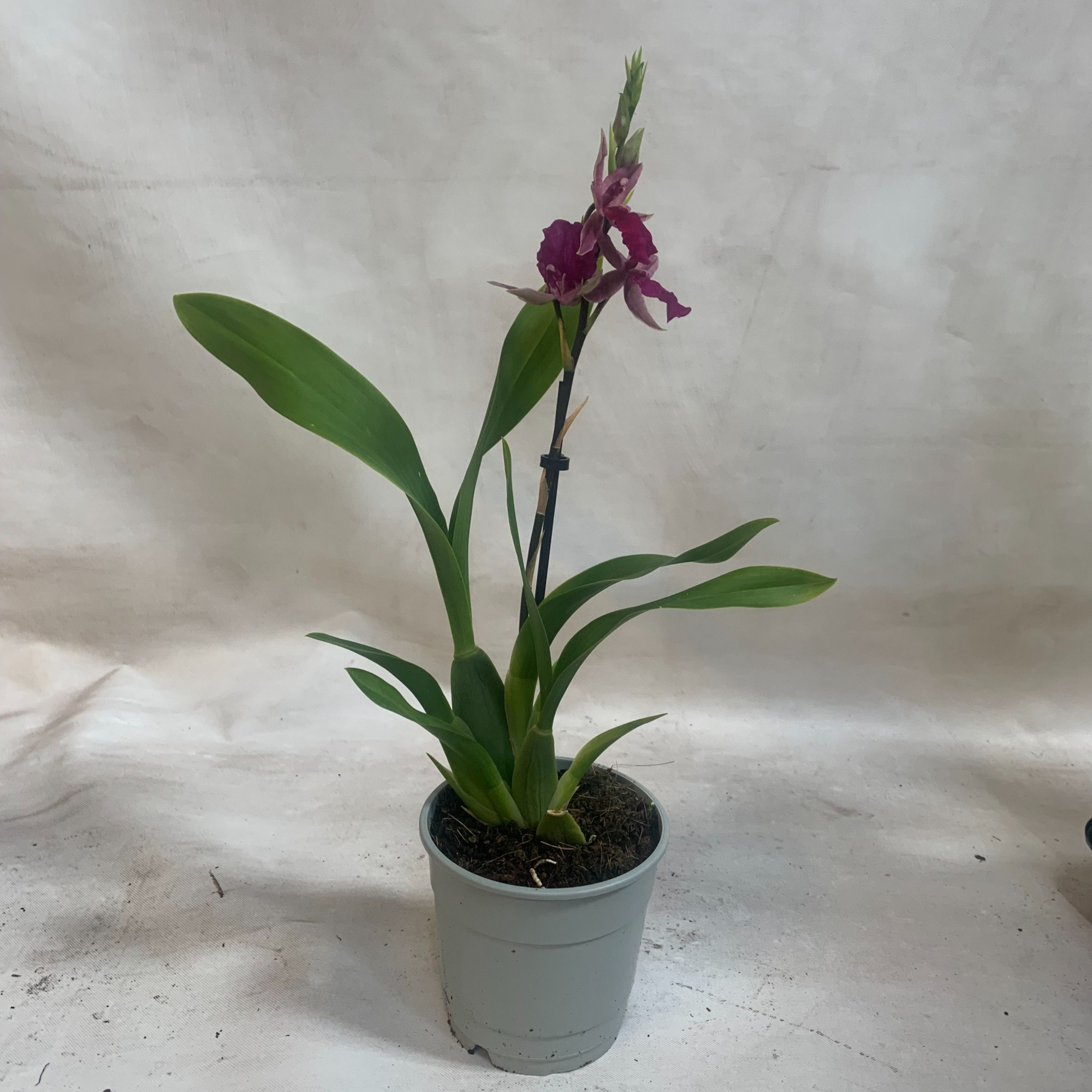 Cambria California Red, D 12 cm