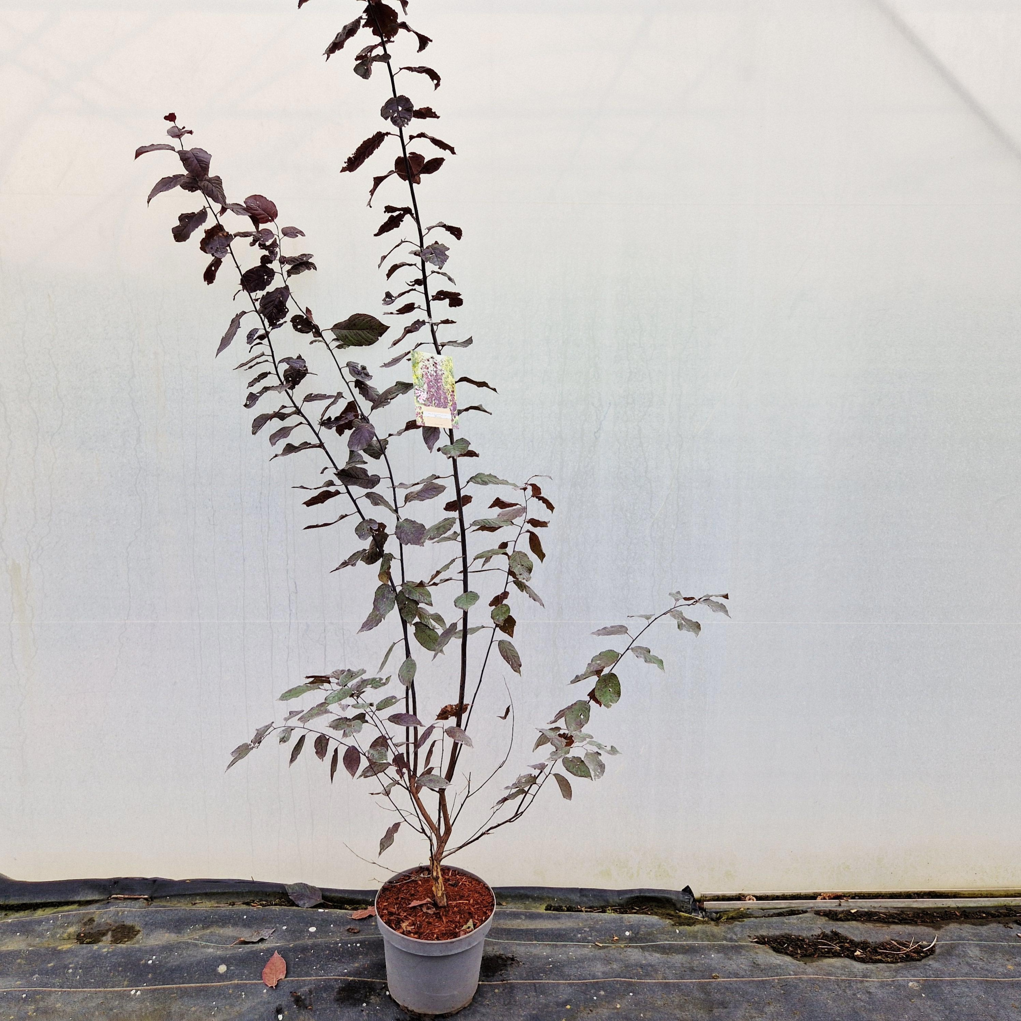 Prunus cerasifera 'Nigra', D 26