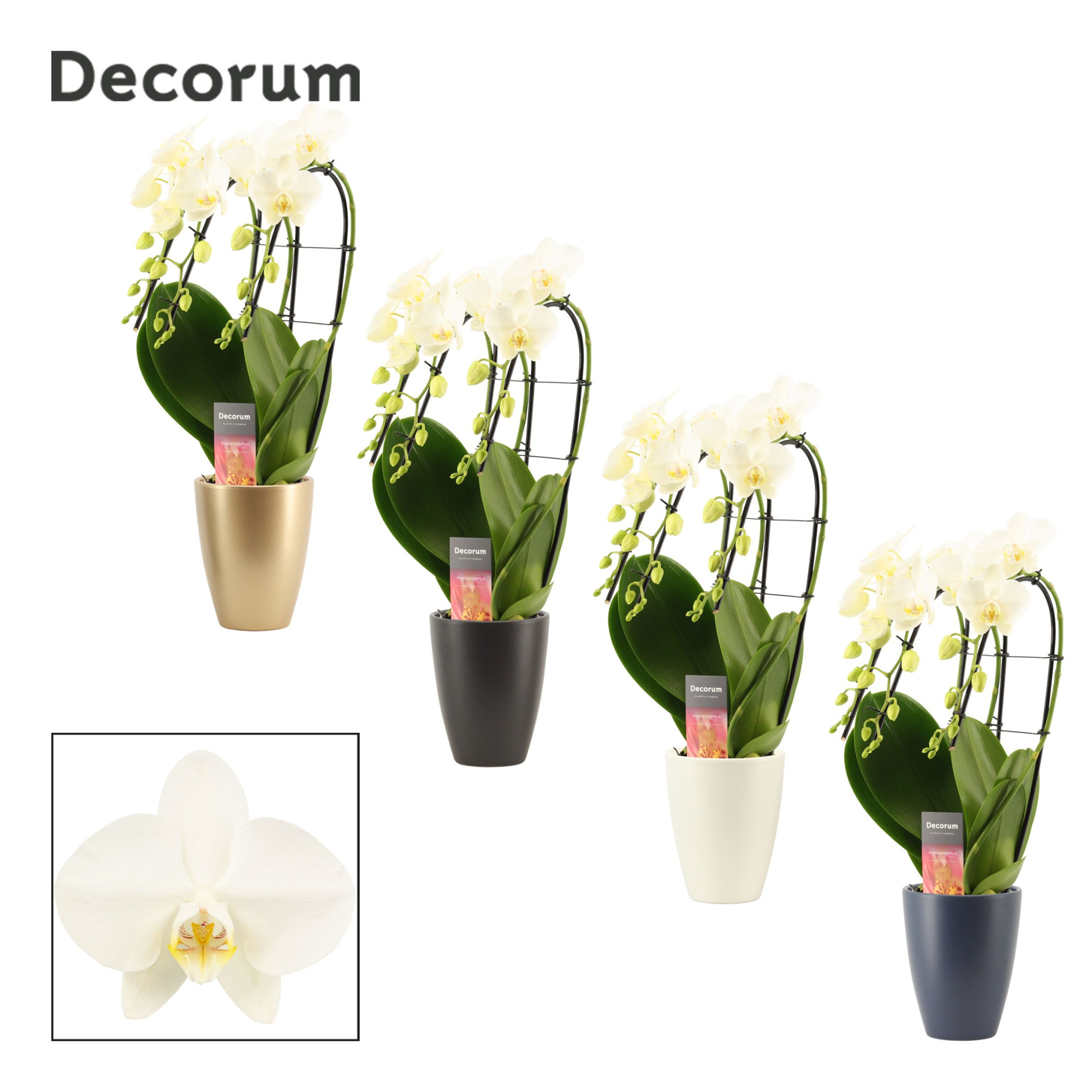 Phalaenopsis triple cascade wit in Carly (Neo Architect-coll.), D 12 cm