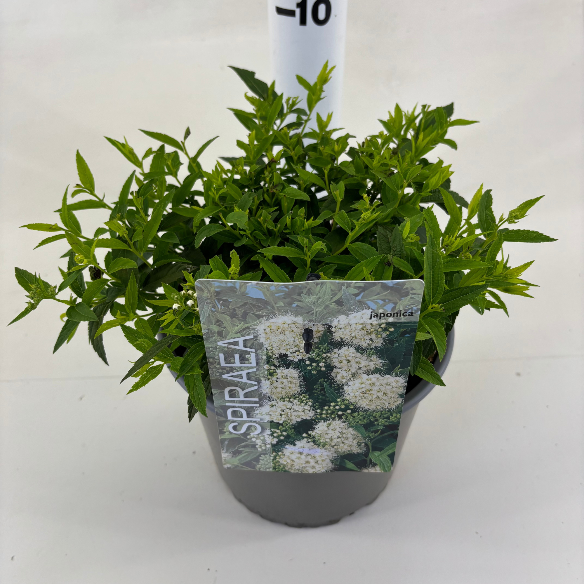Spiraea japonica 'Albiflora', D 19 cm
