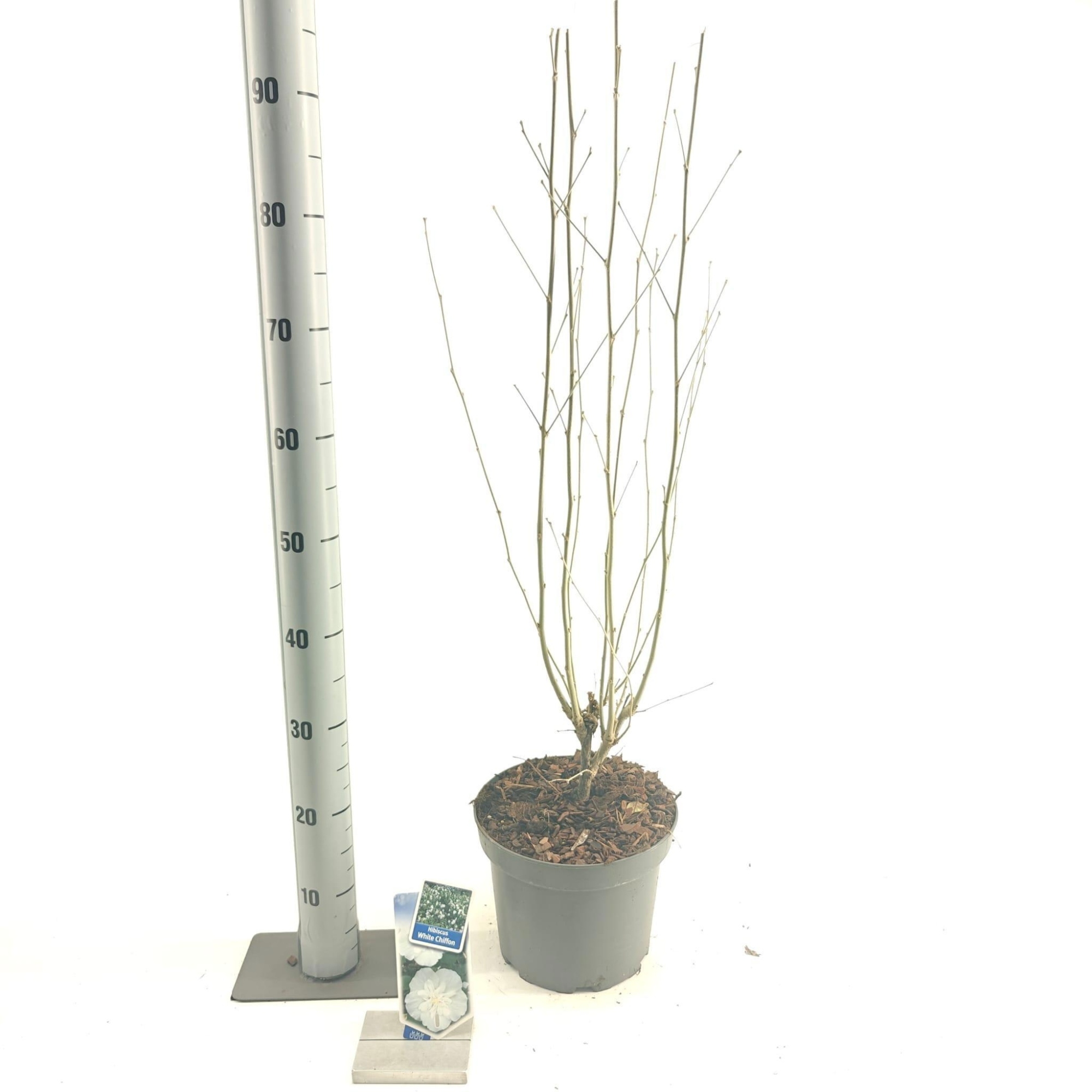 Hibiscus syr. White Chiffon ('Notwoodtwo'PBR), D 23