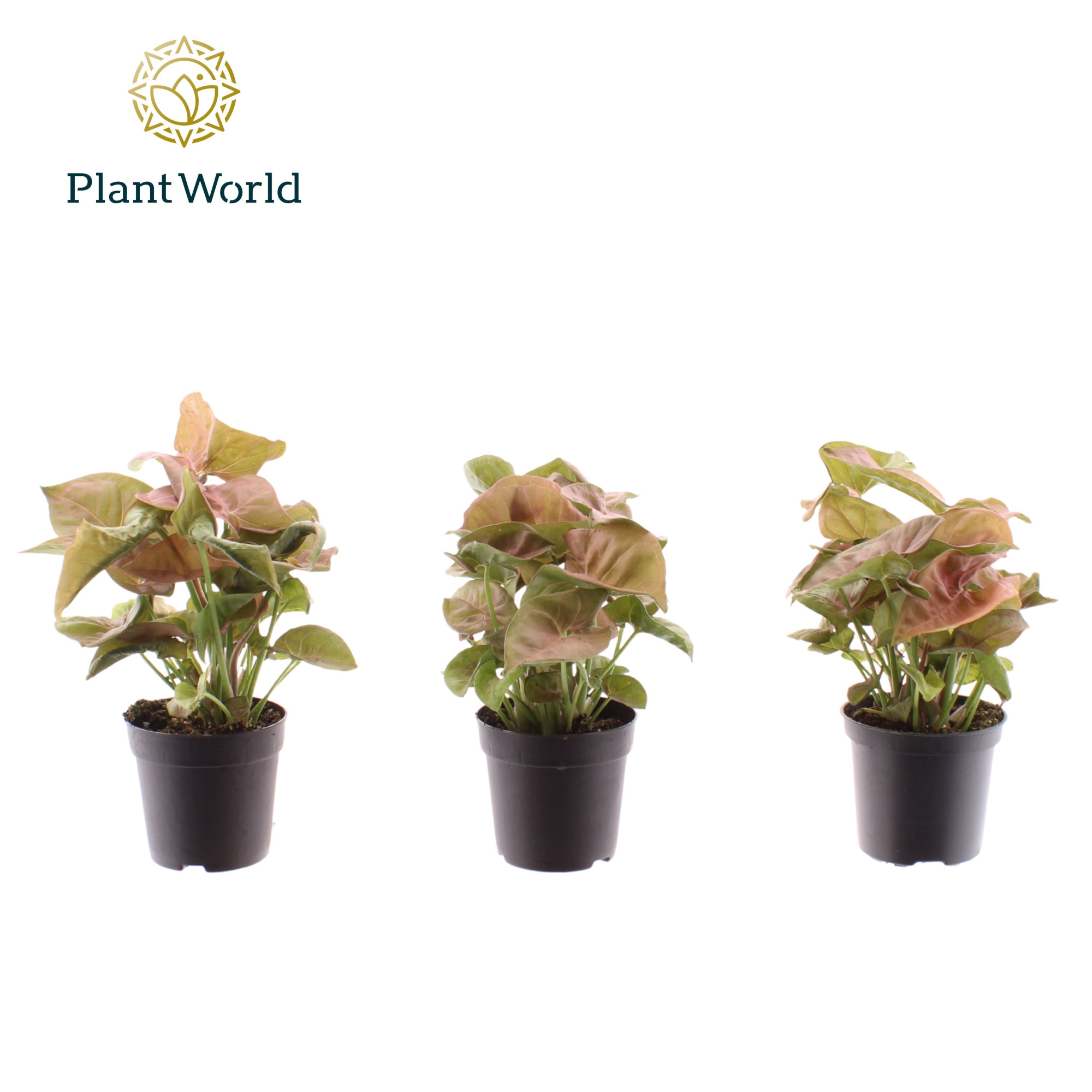 Syngonium Neon Robusta 7 cm, D 7