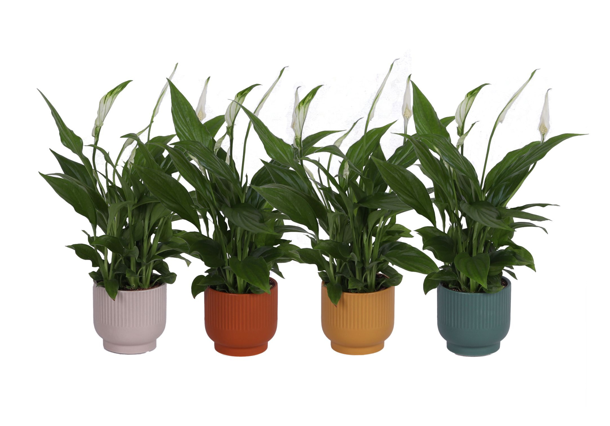 KP-879.1 - Spathiphyllum Pearl 9cm in ribbelpot op voetje, D 9 cm