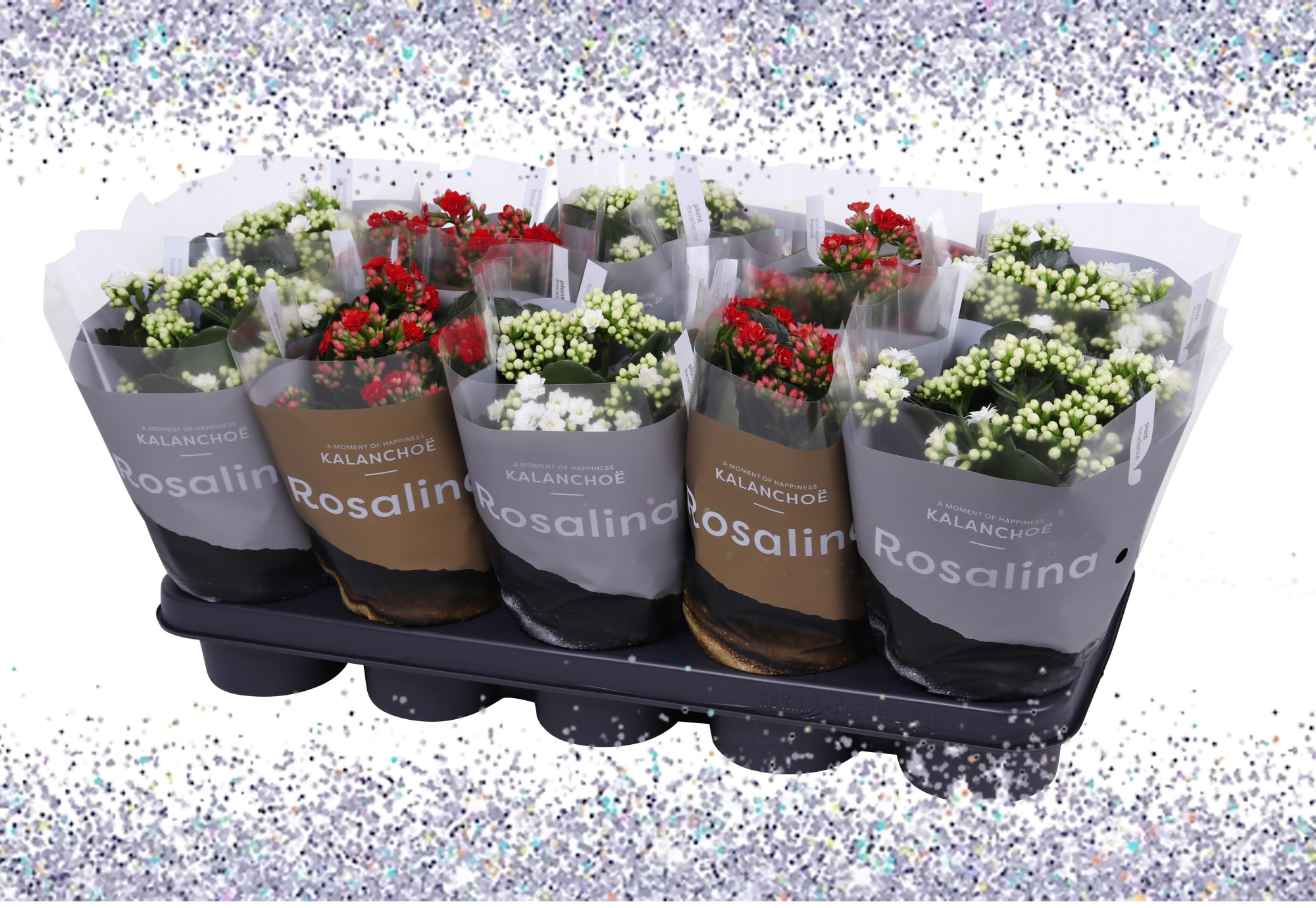 Kalanchoe Rosalina 12cm TST, Rood en wit TST hoes met glitters, D 12 cm
