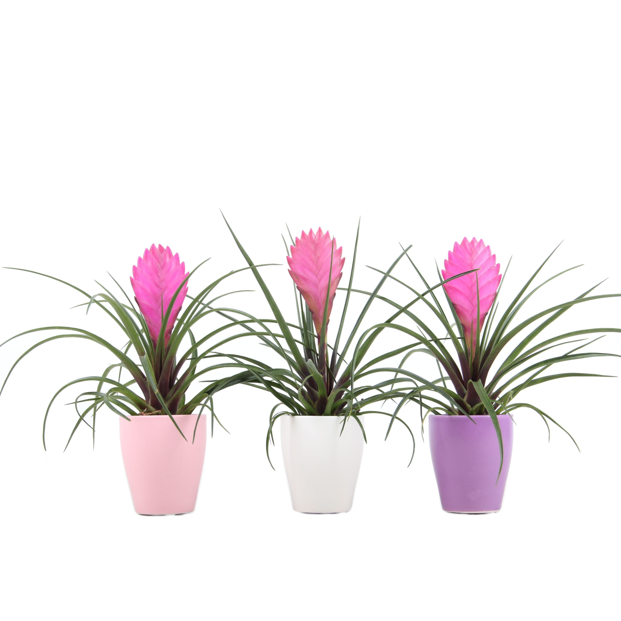 Tillandsia Cyanea in Max Mix pastel, D 7 cm