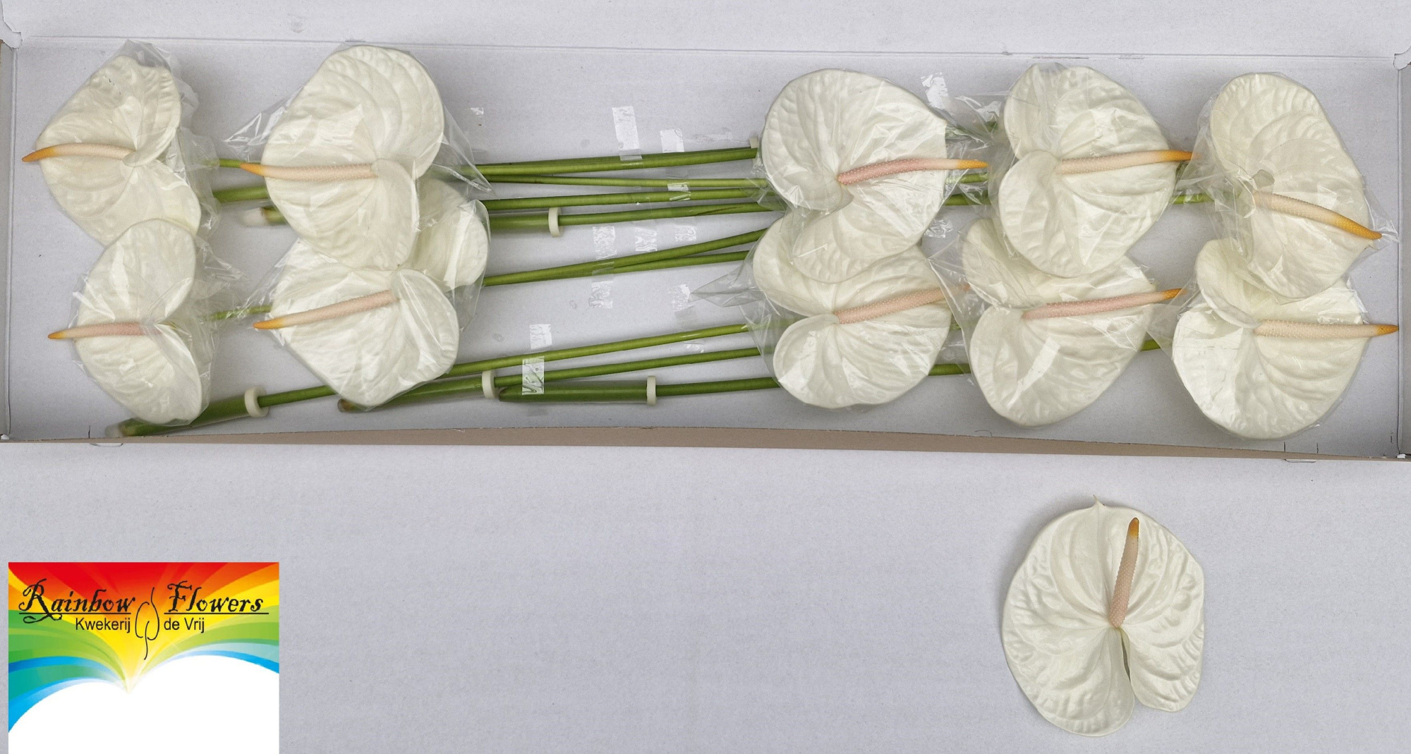 Антуриум Акрополис (бел.) x10, шт.