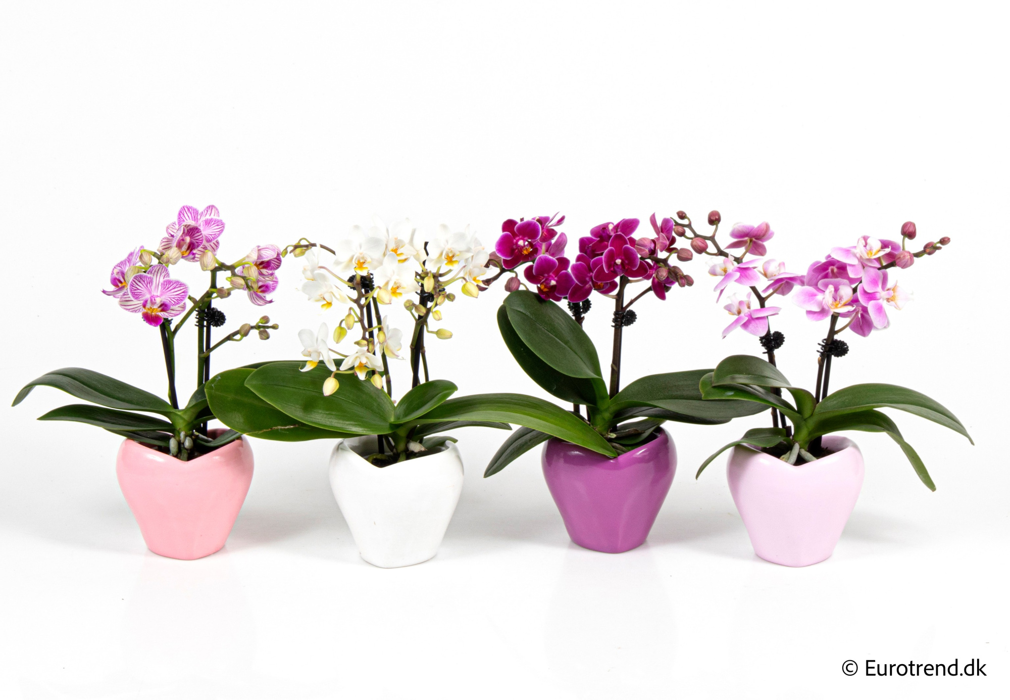 Phalaenopsis in Valentine ceramic 2026, D 6
