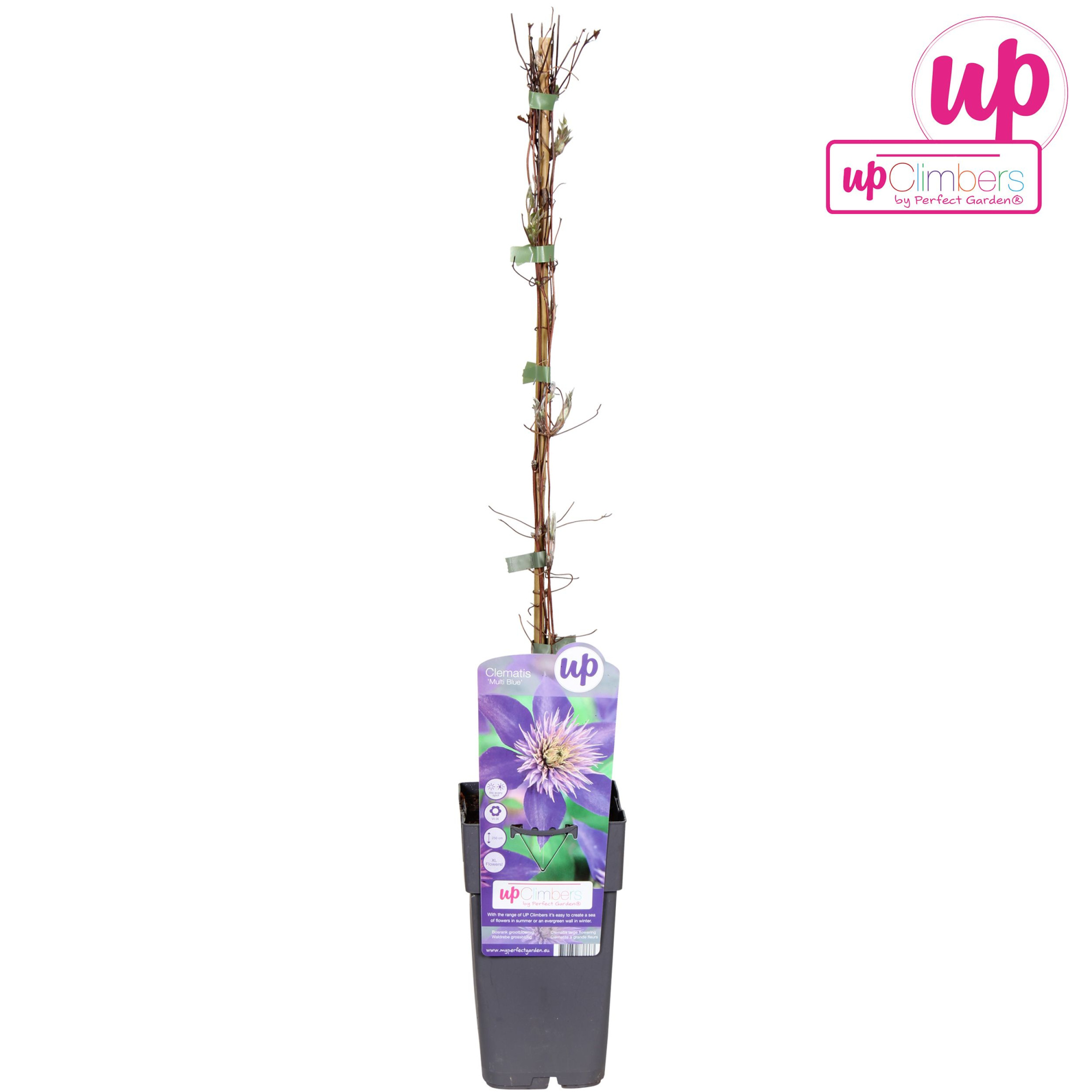 Clematis Multi Blue P15, D 15