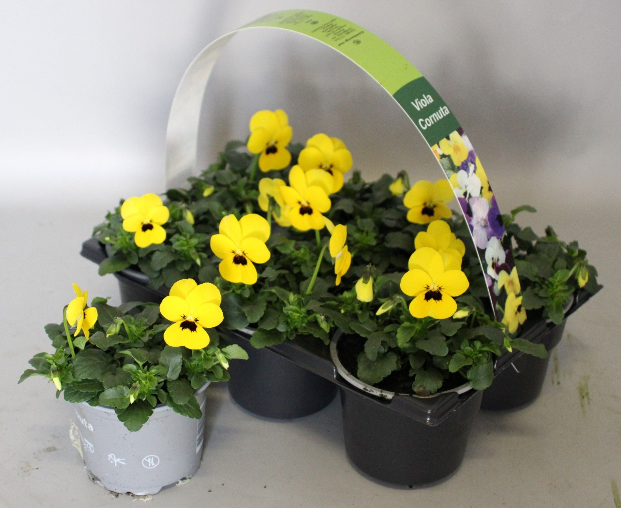 Viola cornuta 6-pack 9cm Yellow with blotch, D 9 cm