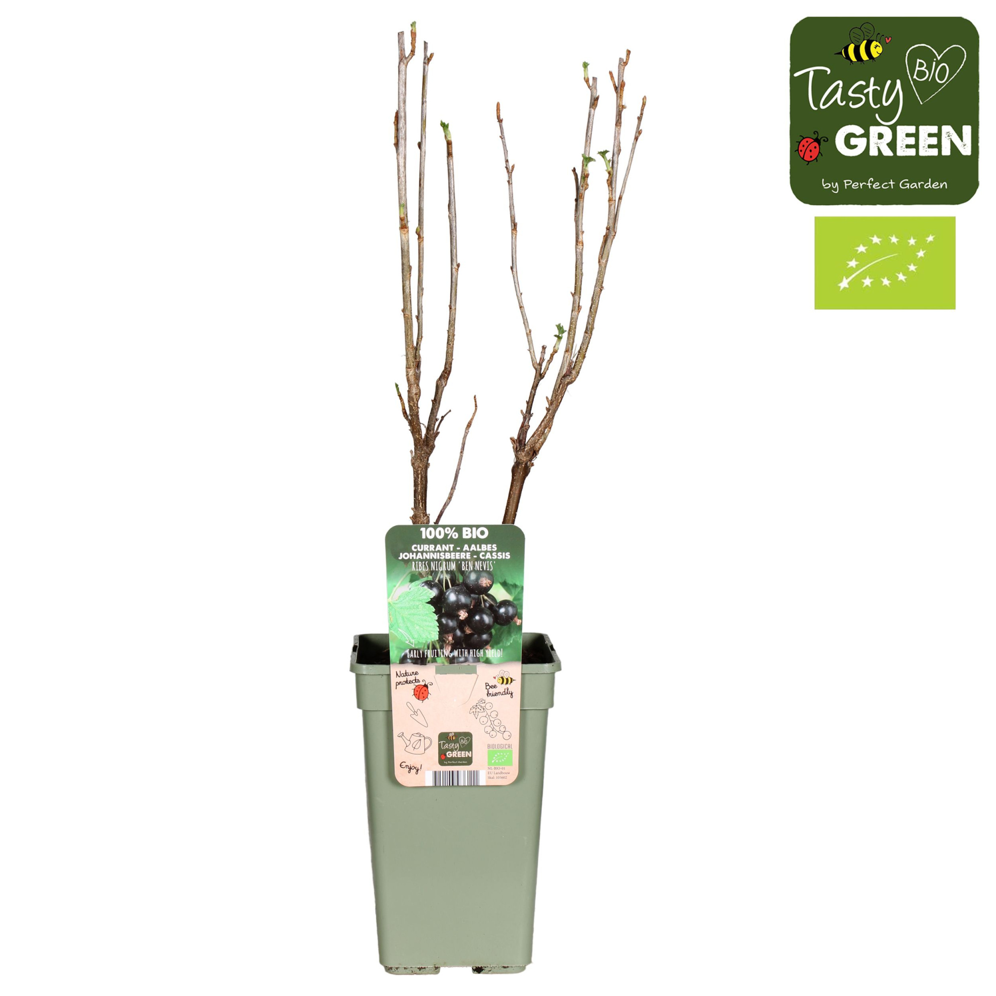Ribes nigrum Ben Nevis Bio P19, D 19 cm